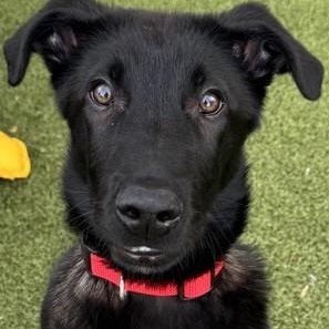 Steele, ADOPTABLE, Puppy Male Black Labrador Retriever.