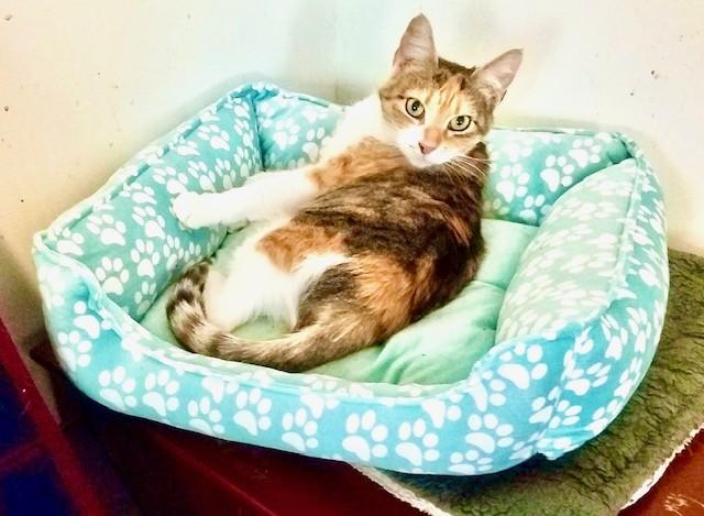 Frankie, Adoptable, Adult Female Domestic Short Hair.