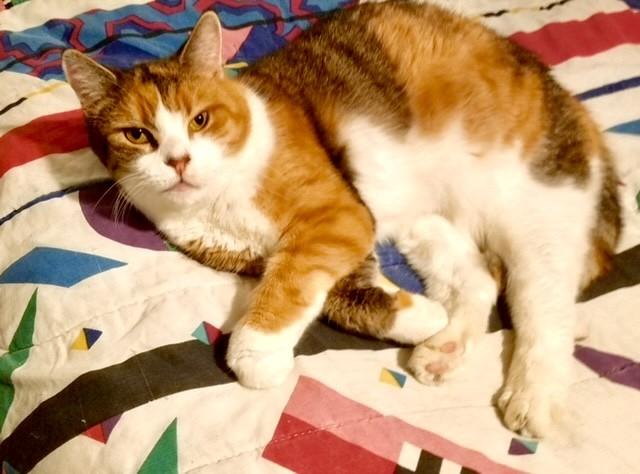 Frankie, a Adoptable Domestic Short Hair in Philadelphia, PA image 2/4