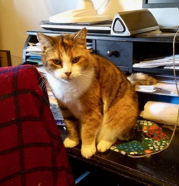 Frankie, a Adoptable Domestic Short Hair in Philadelphia, PA image 3/4