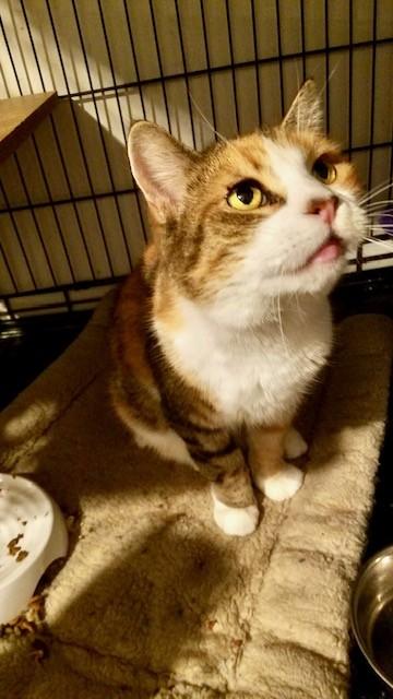 Frankie, a Adoptable Domestic Short Hair in Philadelphia, PA image 4/4