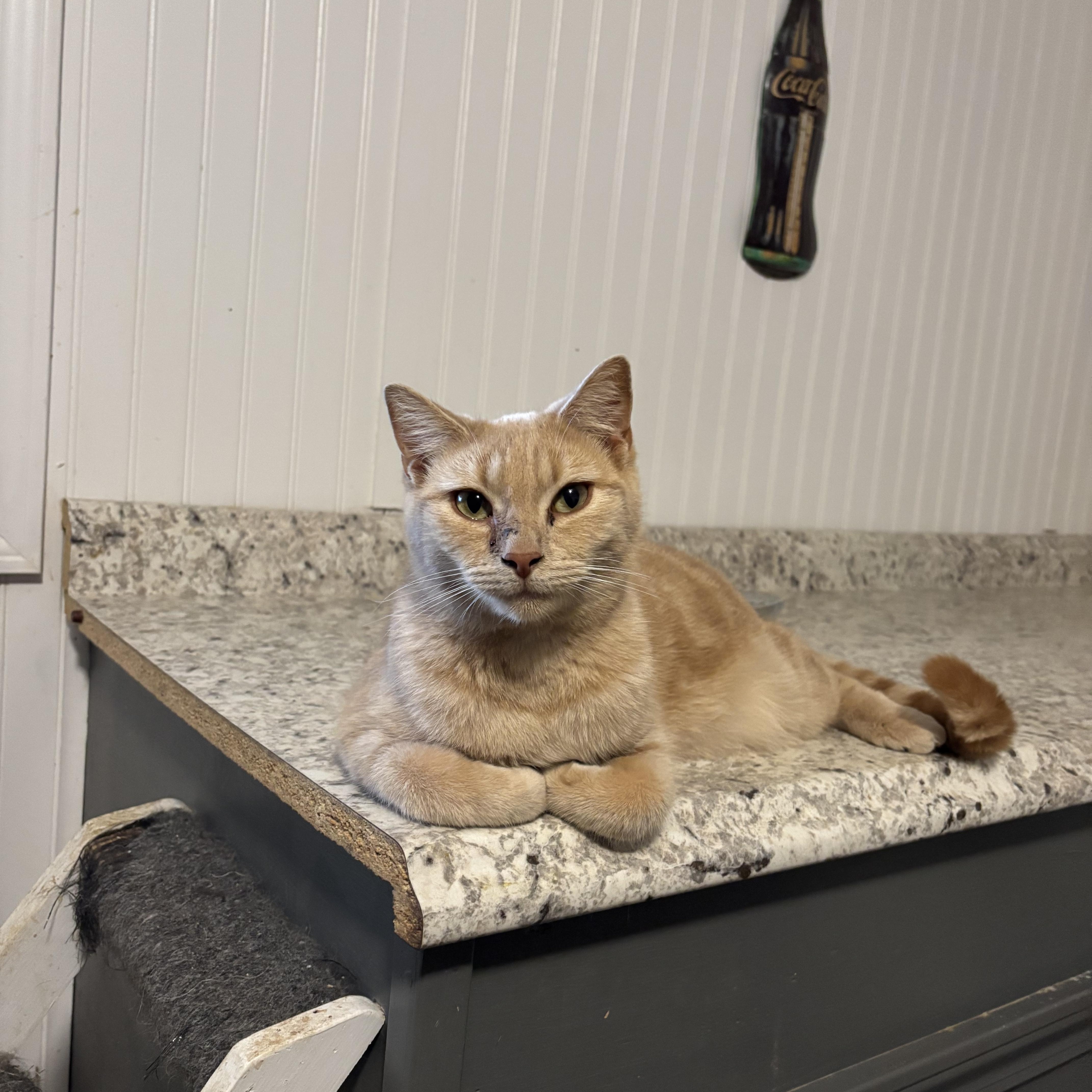 Enlarge Banjo, a Adoptable Domestic Short Hair in Hemingway, SC image 1/3