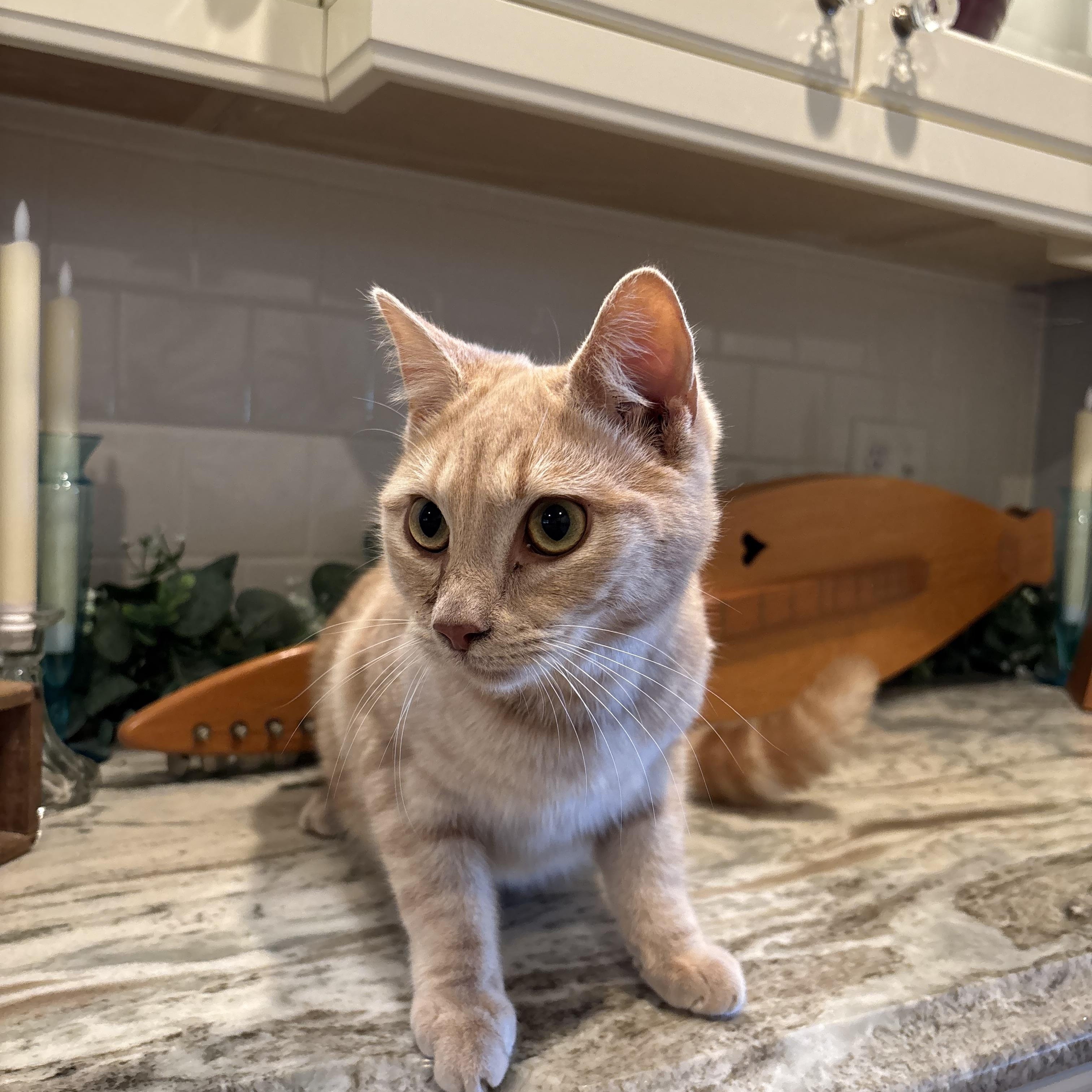 Enlarge Banjo, a Adoptable Domestic Short Hair in Hemingway, SC image 1/1