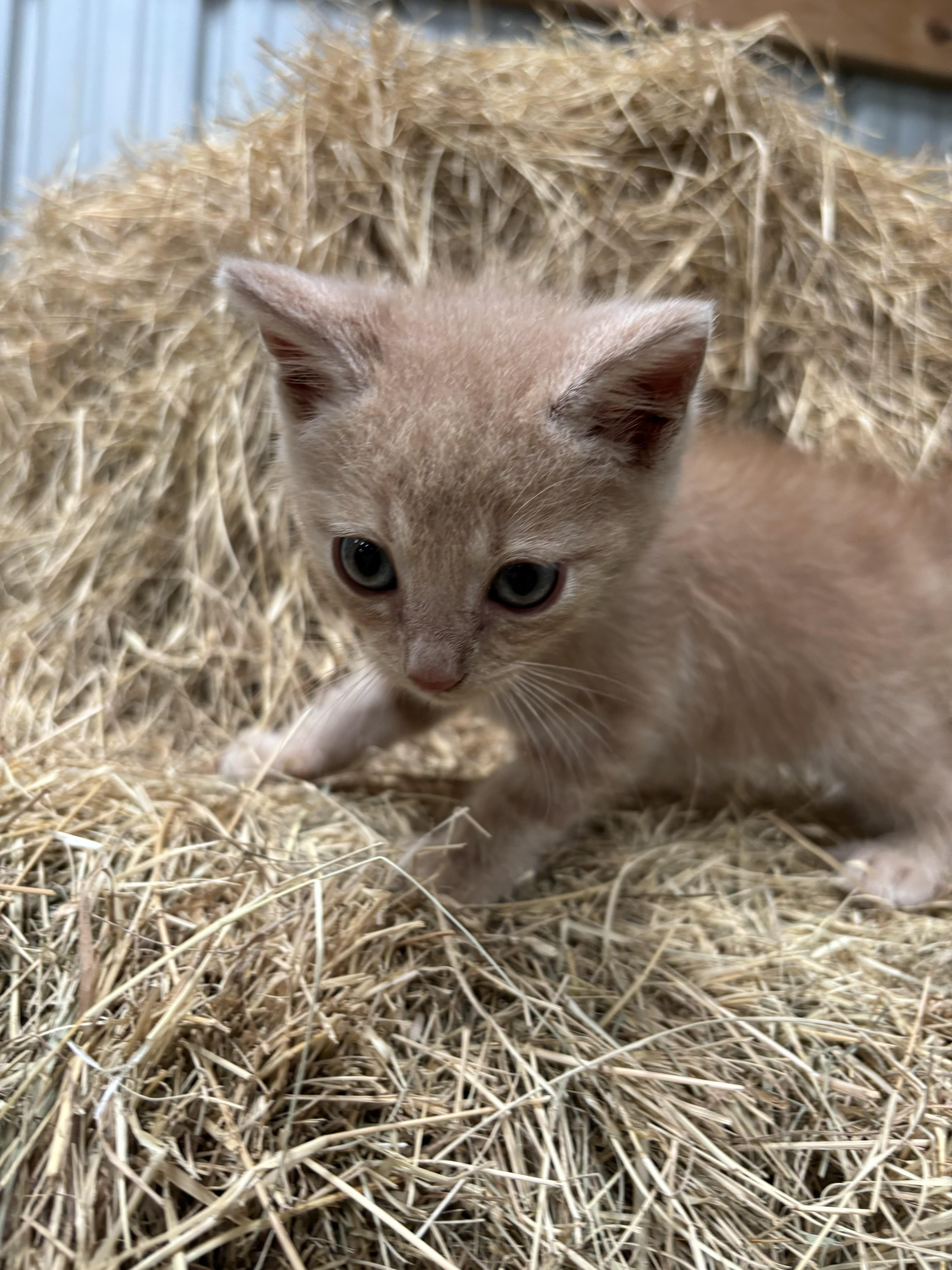 Enlarge Banjo, a Adoptable Domestic Short Hair in Hemingway, SC image 3/3