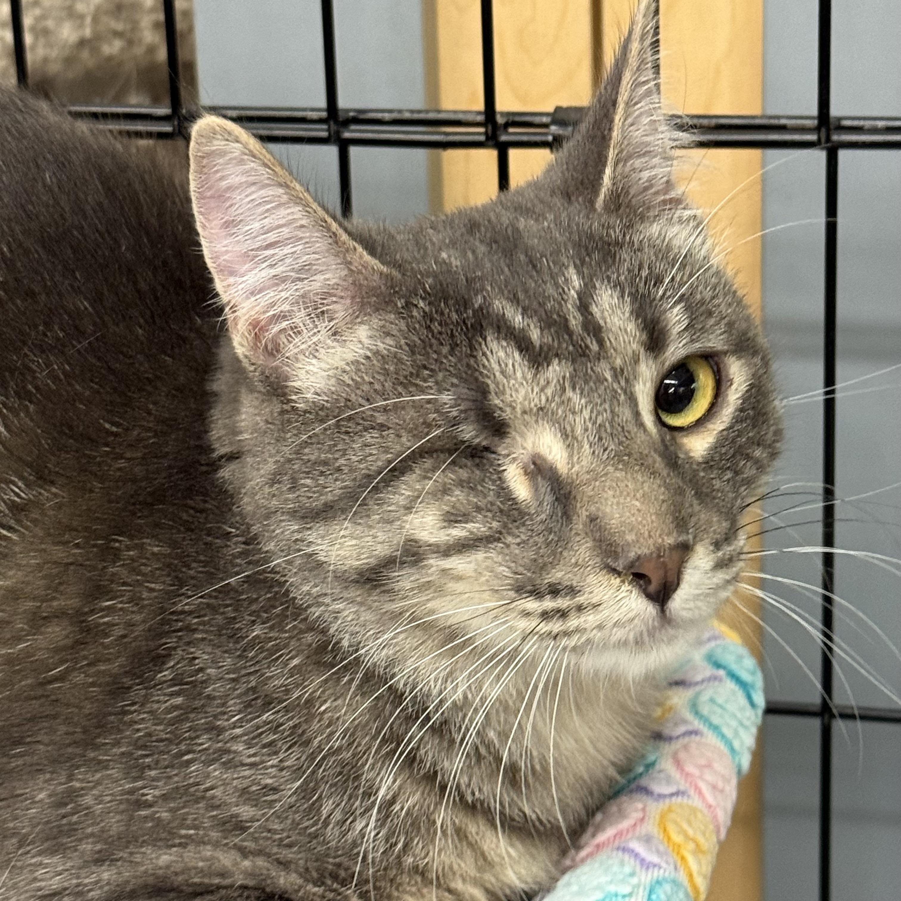 Moon, a ADOPTABLE Domestic Short Hair in Kalama, WA image 2/2