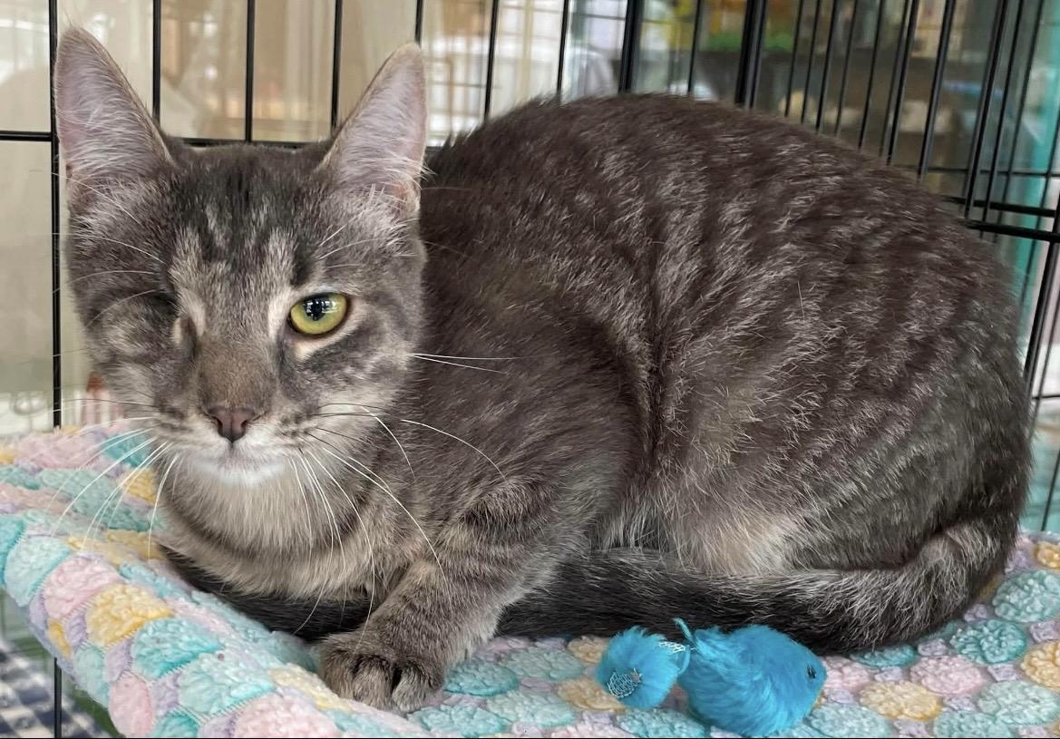 Moon, a ADOPTABLE Domestic Short Hair in Kalama, WA image 1/2