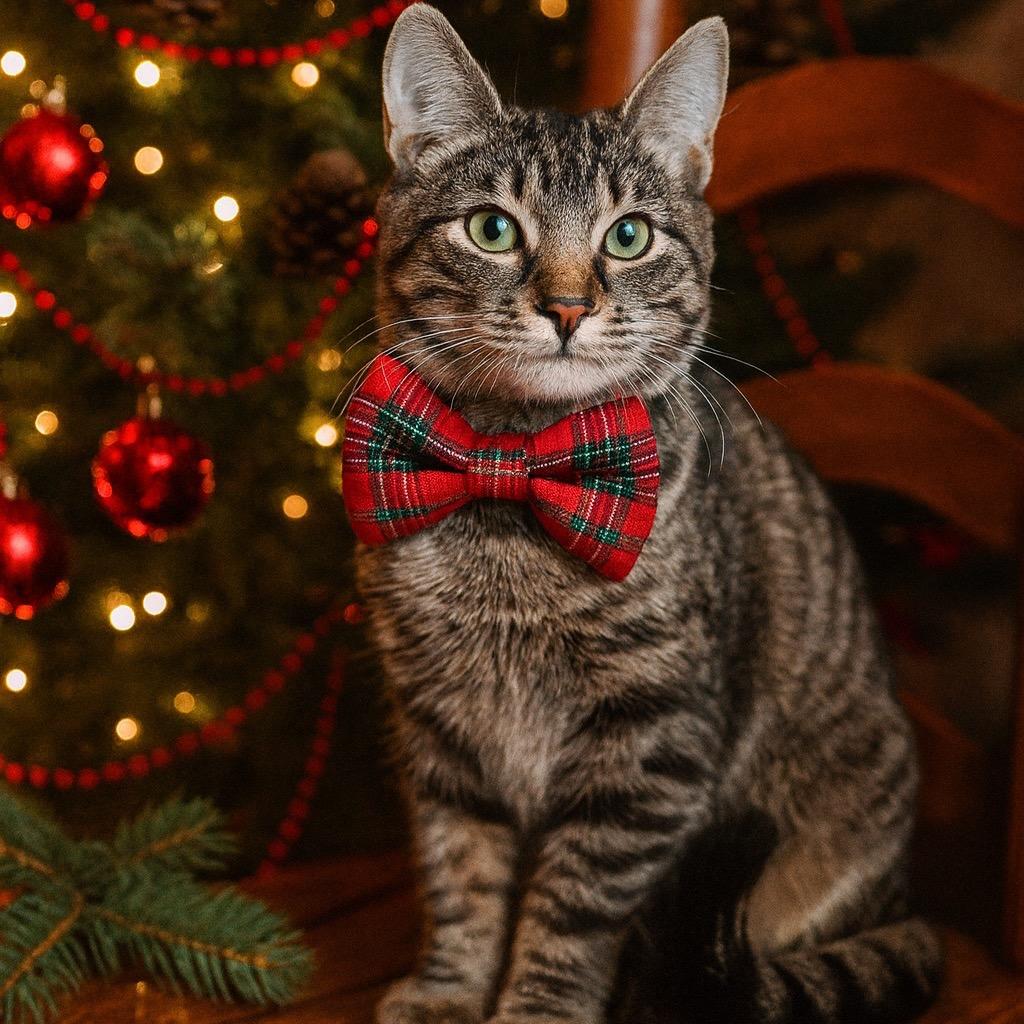 Buddy, Adoptable, Kitten Male Domestic Short Hair.