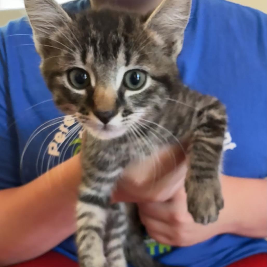 Buddy, a Adoptable Domestic Short Hair in Huntsville, AL image 1/5