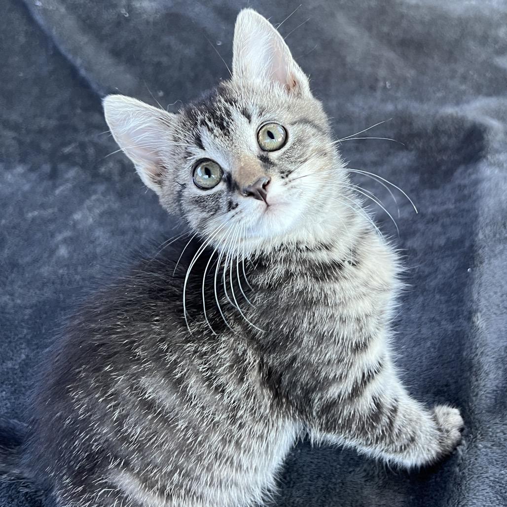 Buddy, a Adoptable Domestic Short Hair in Huntsville, AL image 2/5