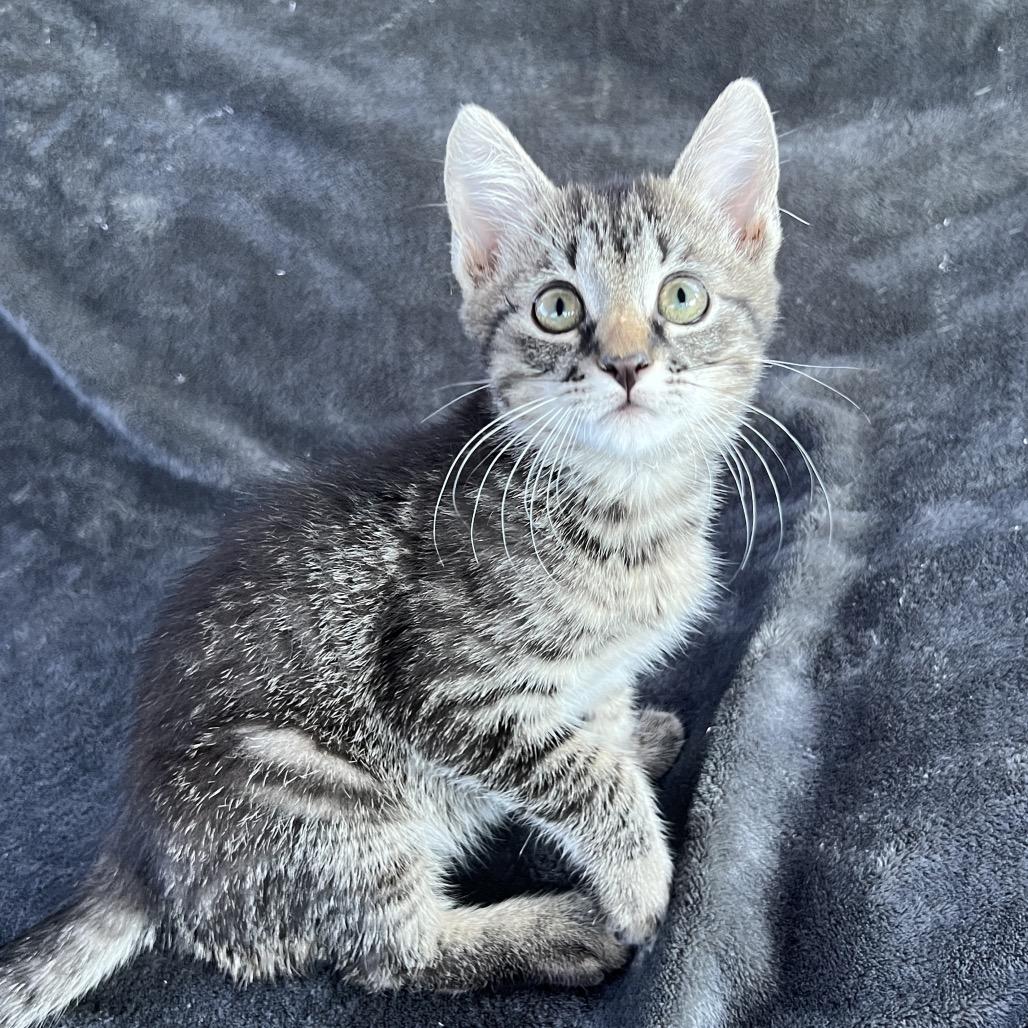 Buddy, a Adoptable Domestic Short Hair in Huntsville, AL image 3/5