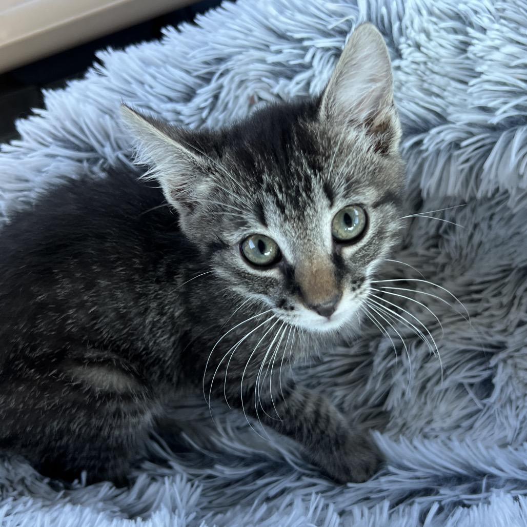 Buddy, a Adoptable Domestic Short Hair in Huntsville, AL image 4/5