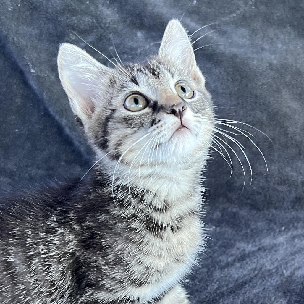 Buddy, a Adoptable Domestic Short Hair in Huntsville, AL image 5/5