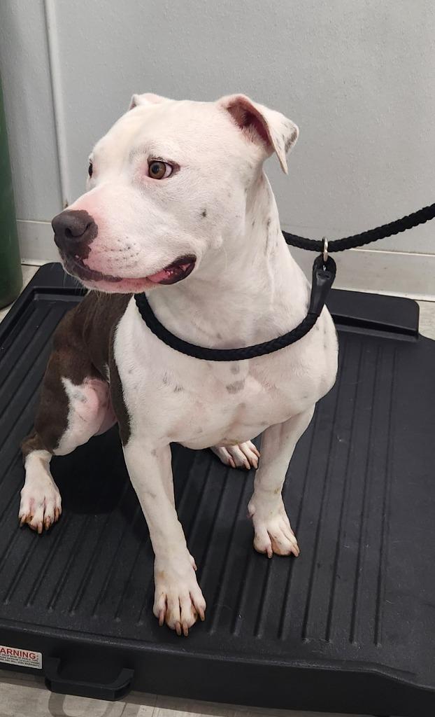 Eminem AKA Lucky, Adoptable, Young Male Pit Bull Terrier.