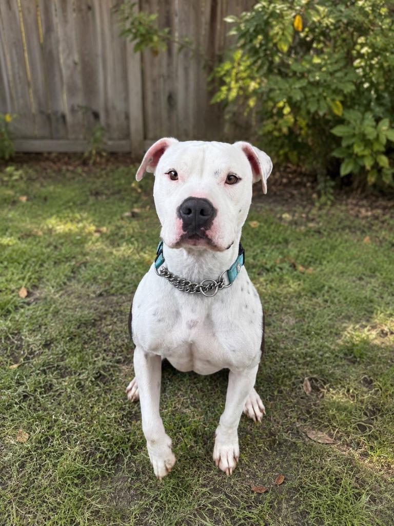 Enlarge Eminem AKA Lucky, a Adoptable Pit Bull Terrier in Brookings, OR image 2/2