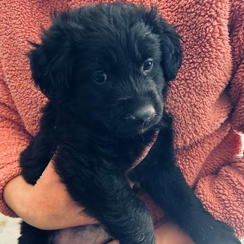 Old Timer Walter, Adoptable, Puppy Male German Shepherd Dog.