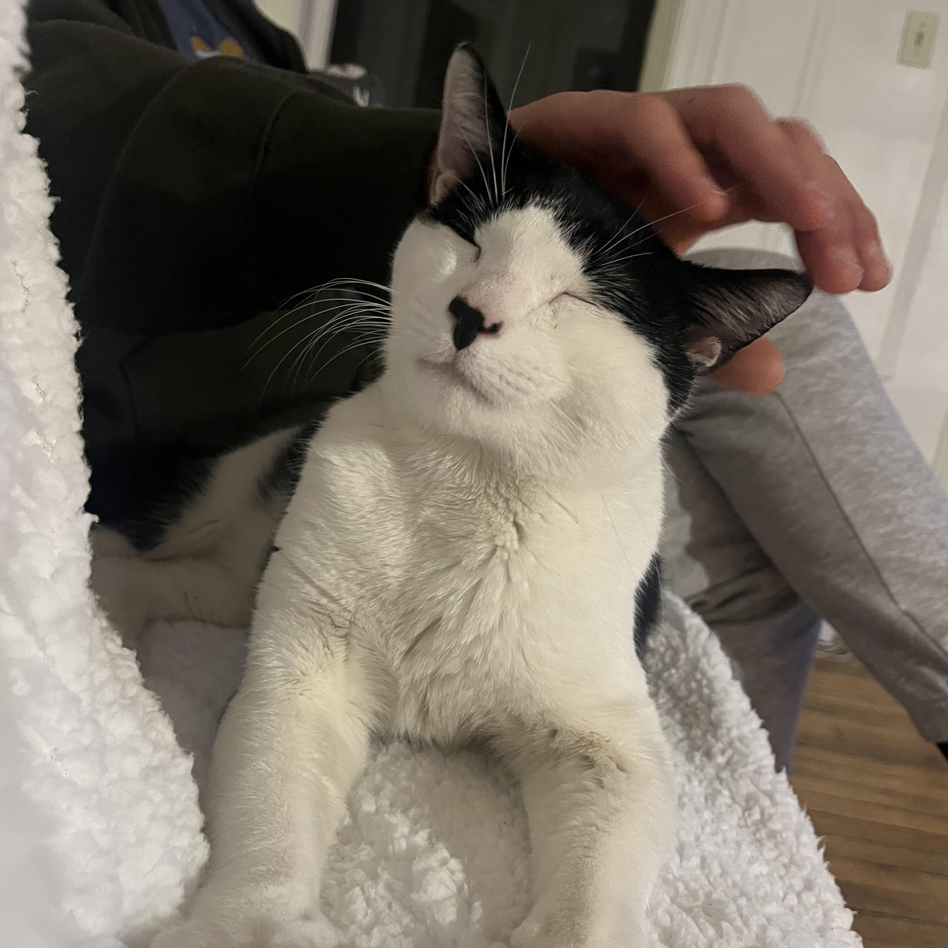 Enlarge Jeremy, a Adopted mixed breed in Brooklyn, NY image 4/6