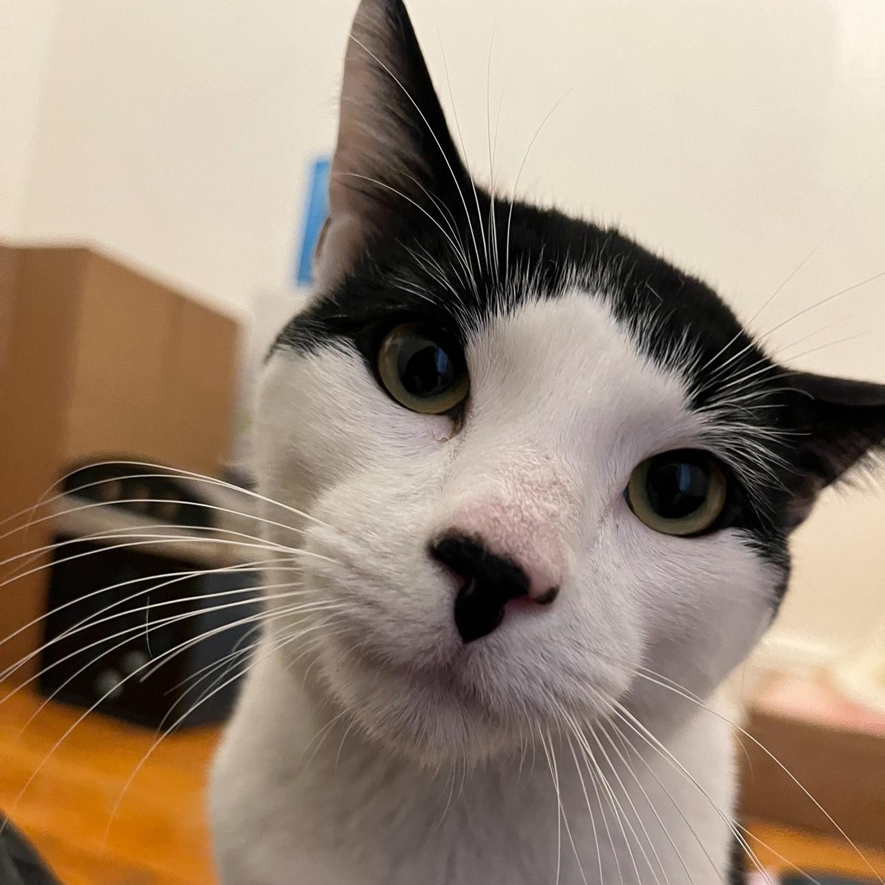 Jeremy, Adopted, Young Male American Shorthair & Turkish Van.