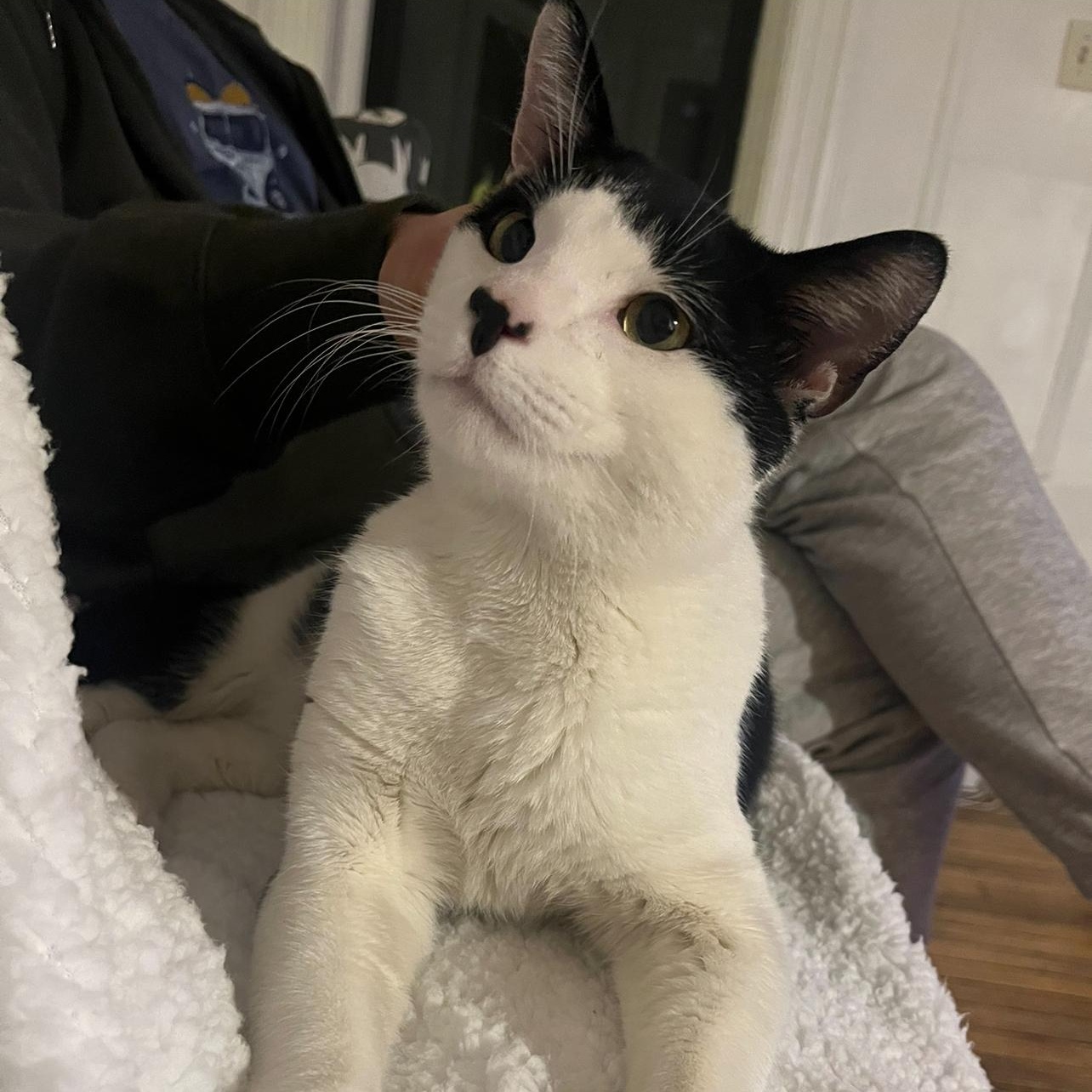 Enlarge Jeremy, a Adopted mixed breed in Brooklyn, NY image 5/6