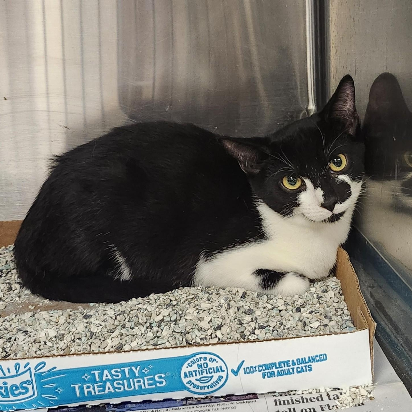 Enlarge Parmesian, a Adoptable Domestic Short Hair in East Brunswick, NJ image 3/6