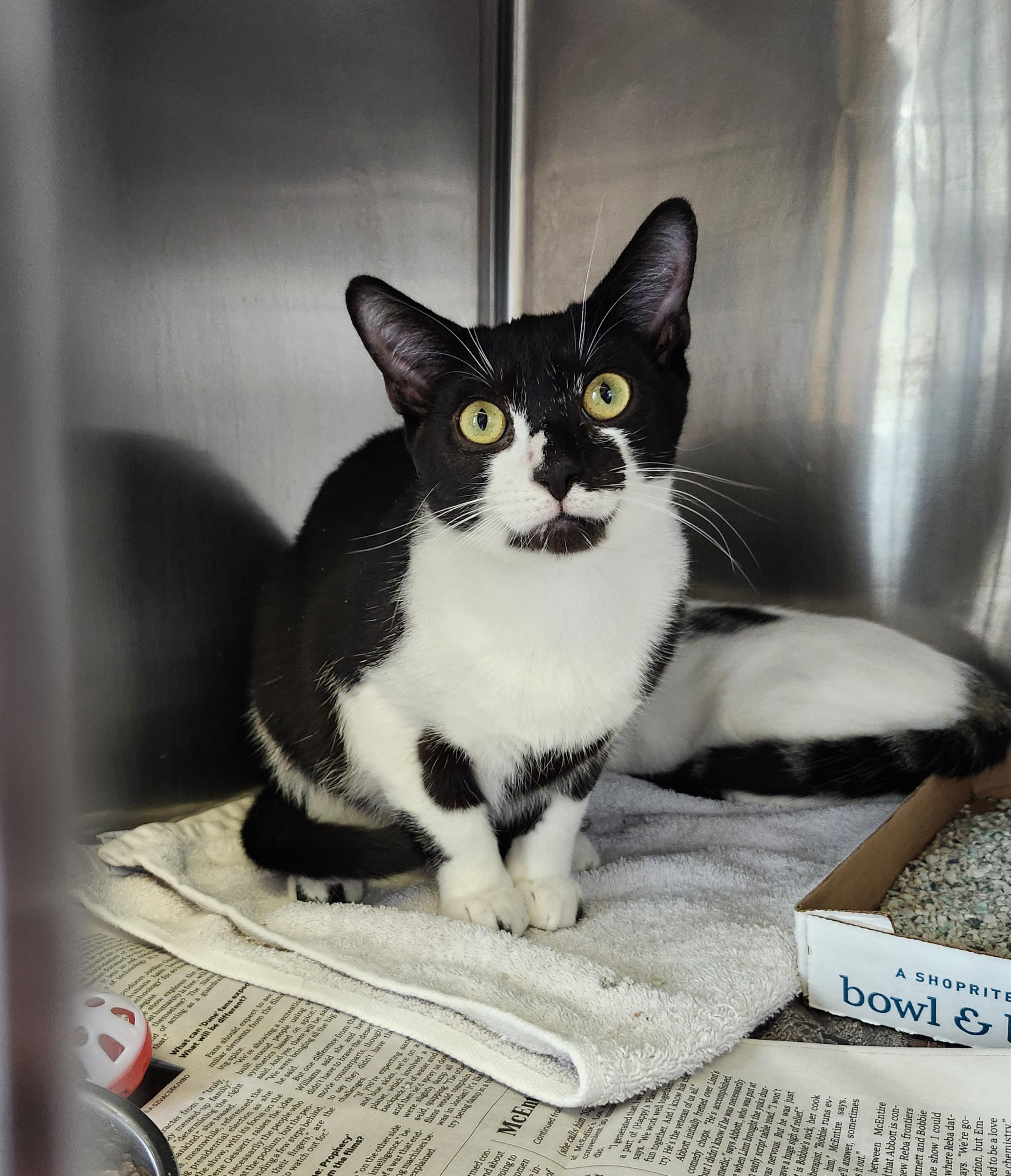 Enlarge Parmesian, a Adoptable Domestic Short Hair in East Brunswick, NJ image 1/6