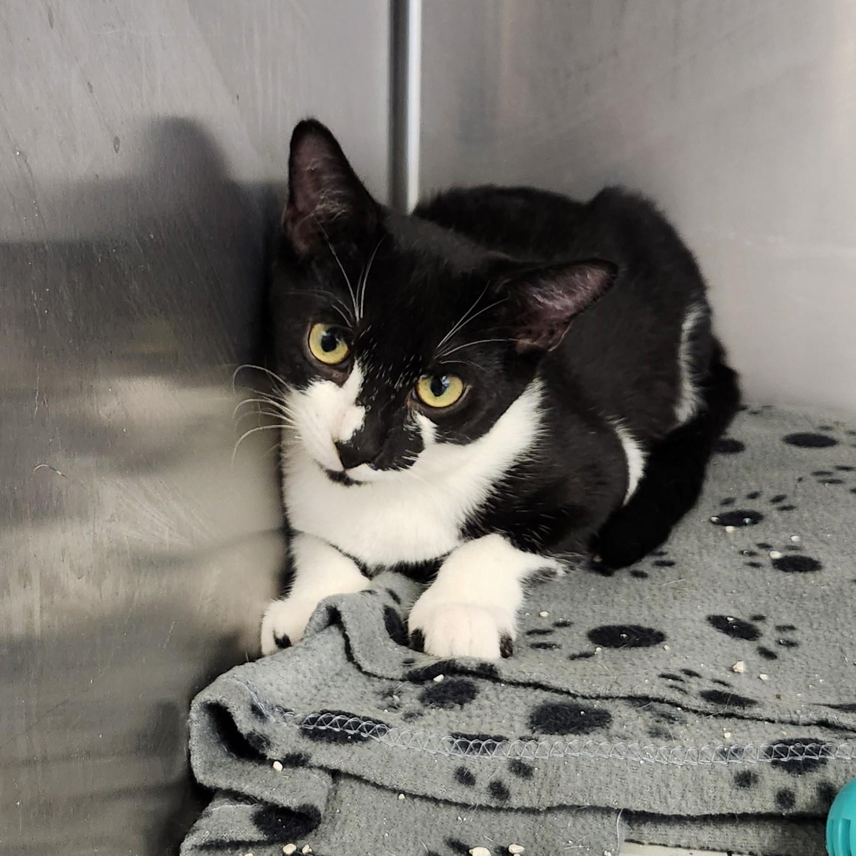 Enlarge Parmesian, a Adoptable Domestic Short Hair in East Brunswick, NJ image 4/6