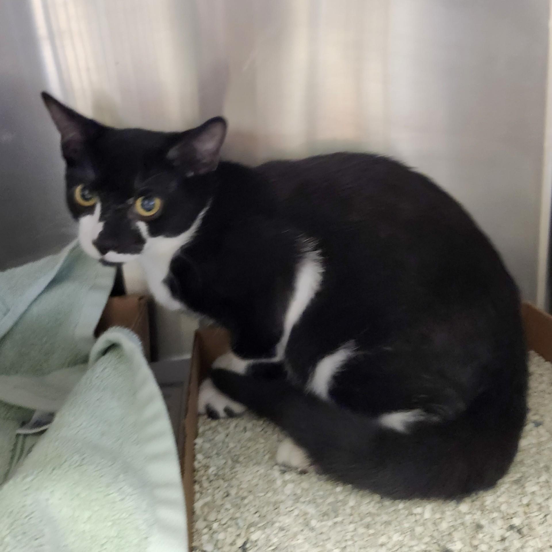 Enlarge Parmesian, a Adoptable Domestic Short Hair in East Brunswick, NJ image 5/6