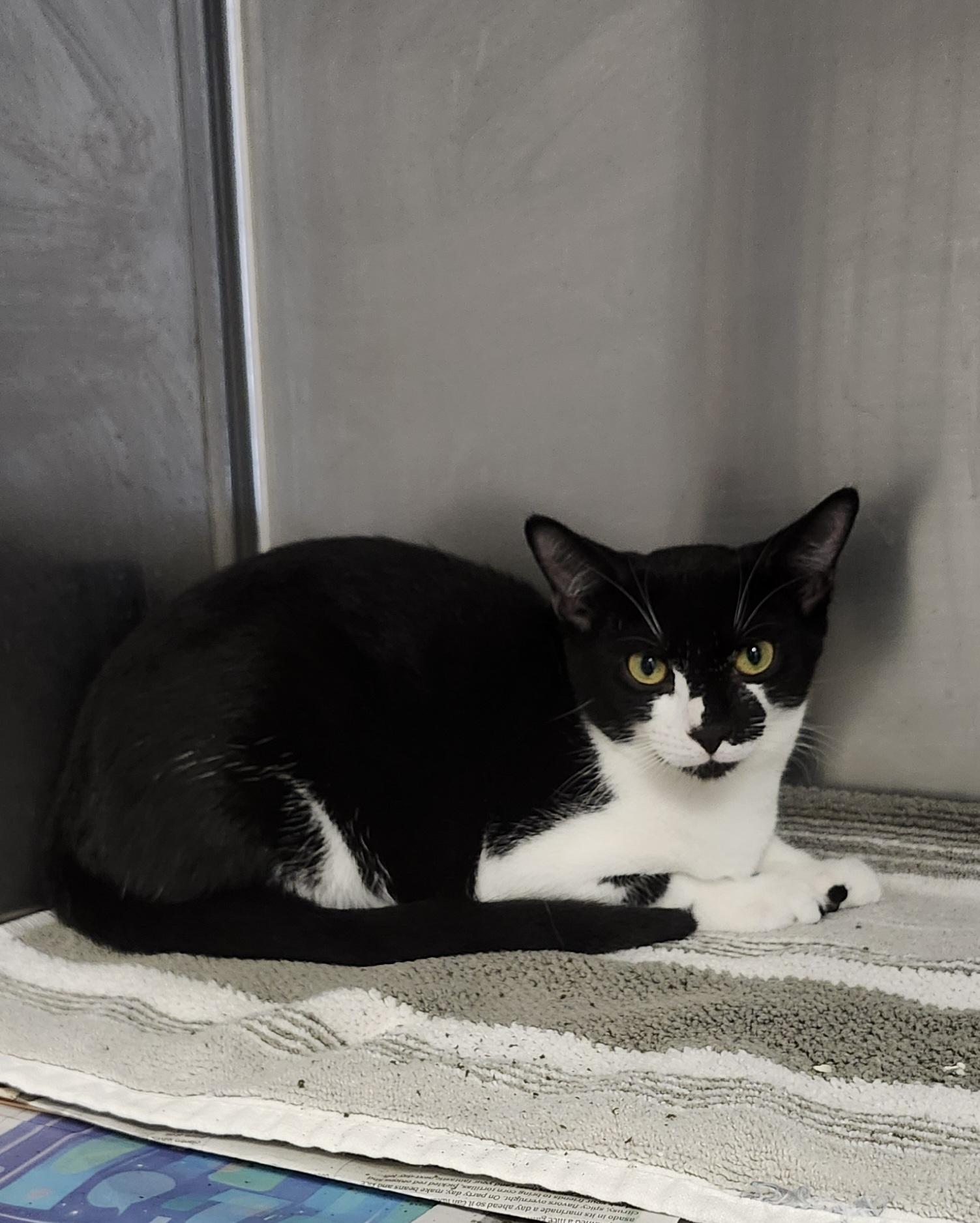 Enlarge Parmesian, a Adoptable Domestic Short Hair in East Brunswick, NJ image 2/6