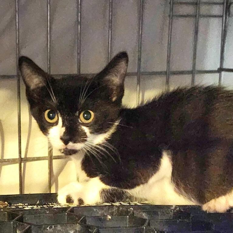 Enlarge Parmesian, a Adoptable Domestic Short Hair in East Brunswick, NJ image 6/6