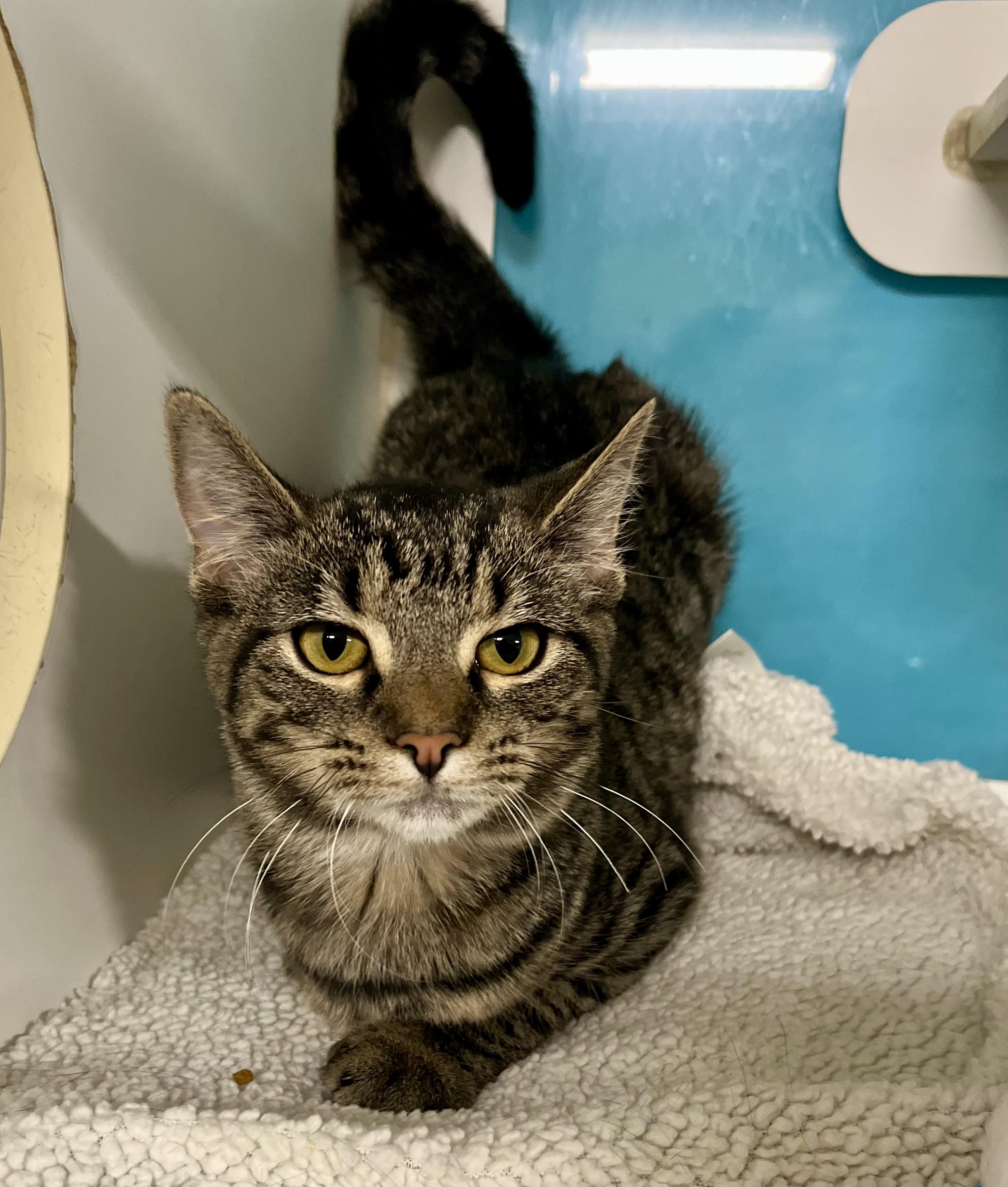 Frya, a Adoptable Domestic Short Hair in Seville, OH image 1/2