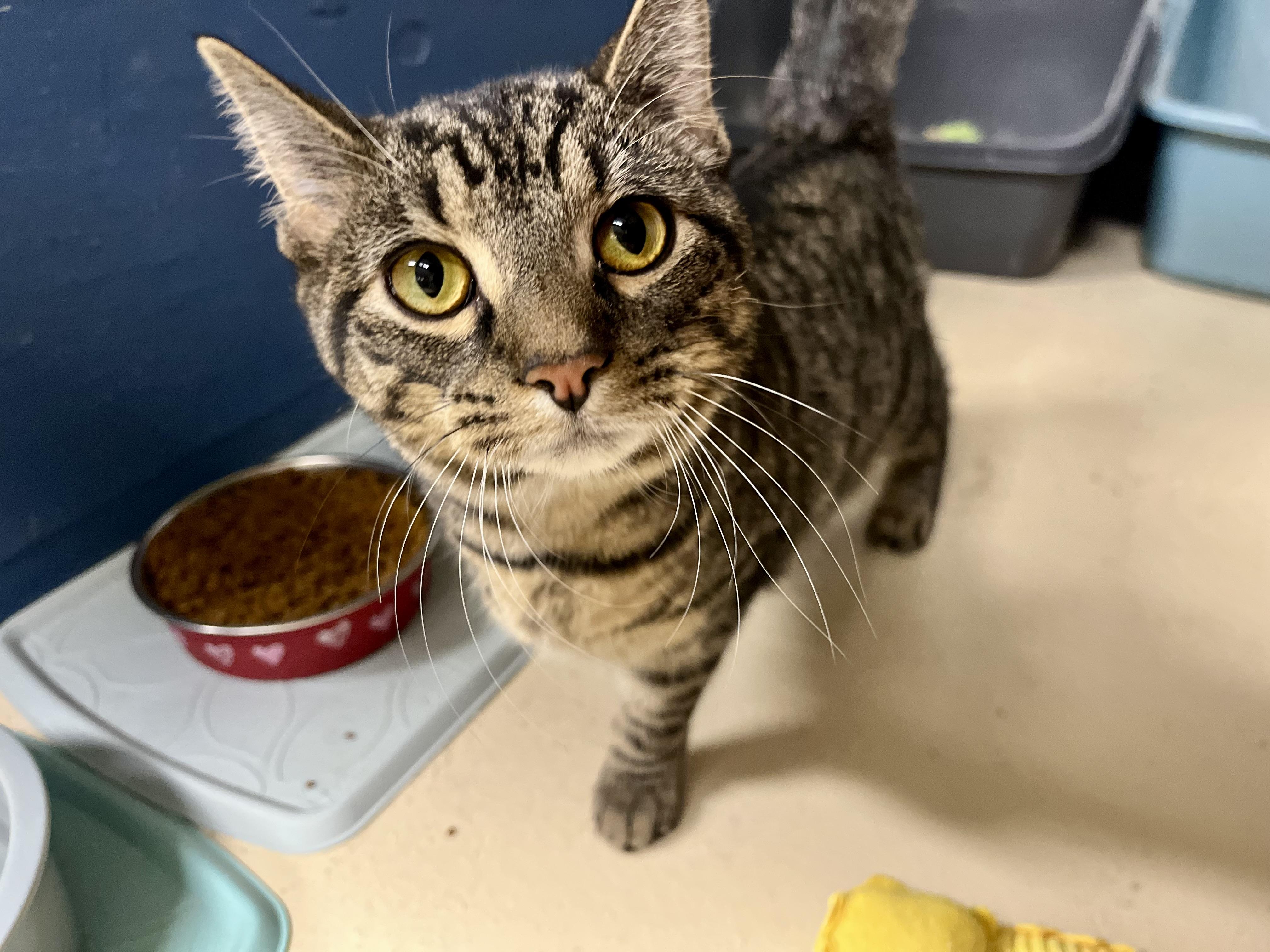 Enlarge Frya, a Adoptable Domestic Short Hair in Seville, OH image 1/3