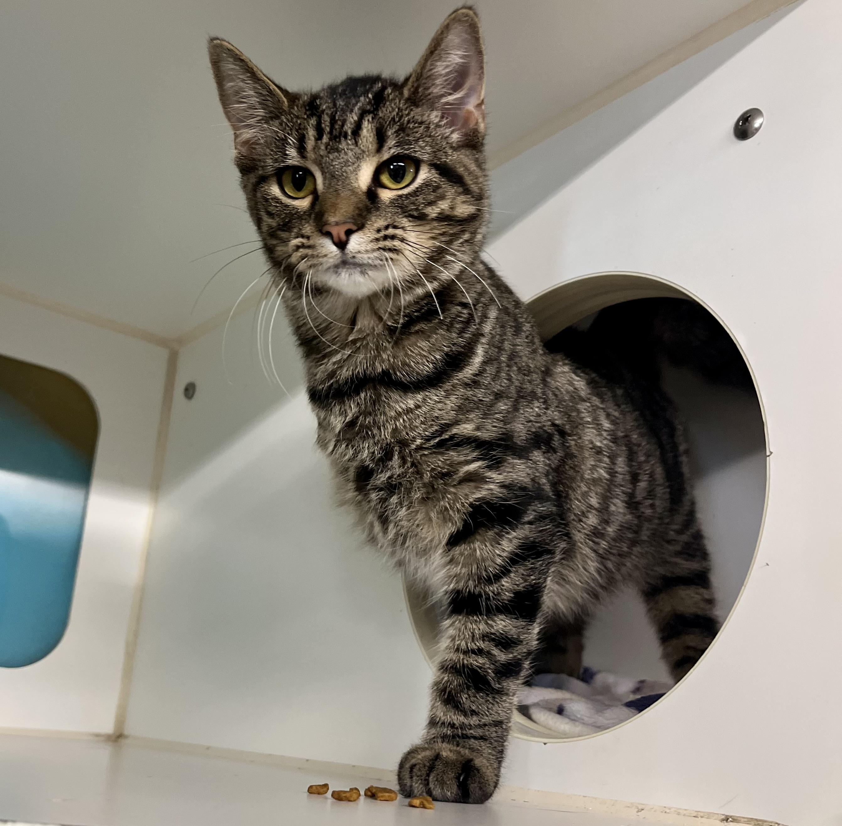 Frya, a Adoptable Domestic Short Hair in Seville, OH image 2/2