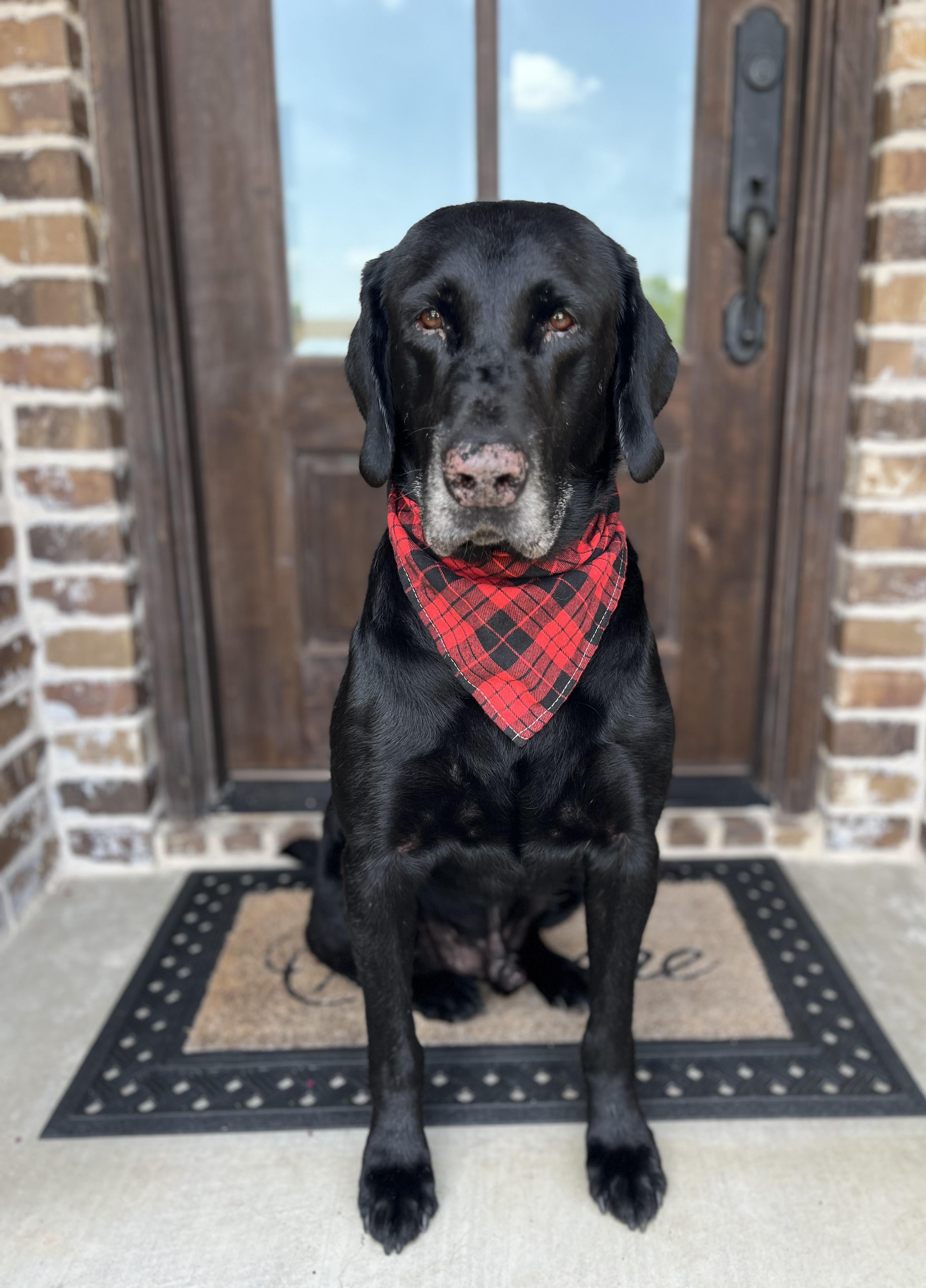 Sam, ADOPTABLE, Senior Male Black Labrador Retriever.