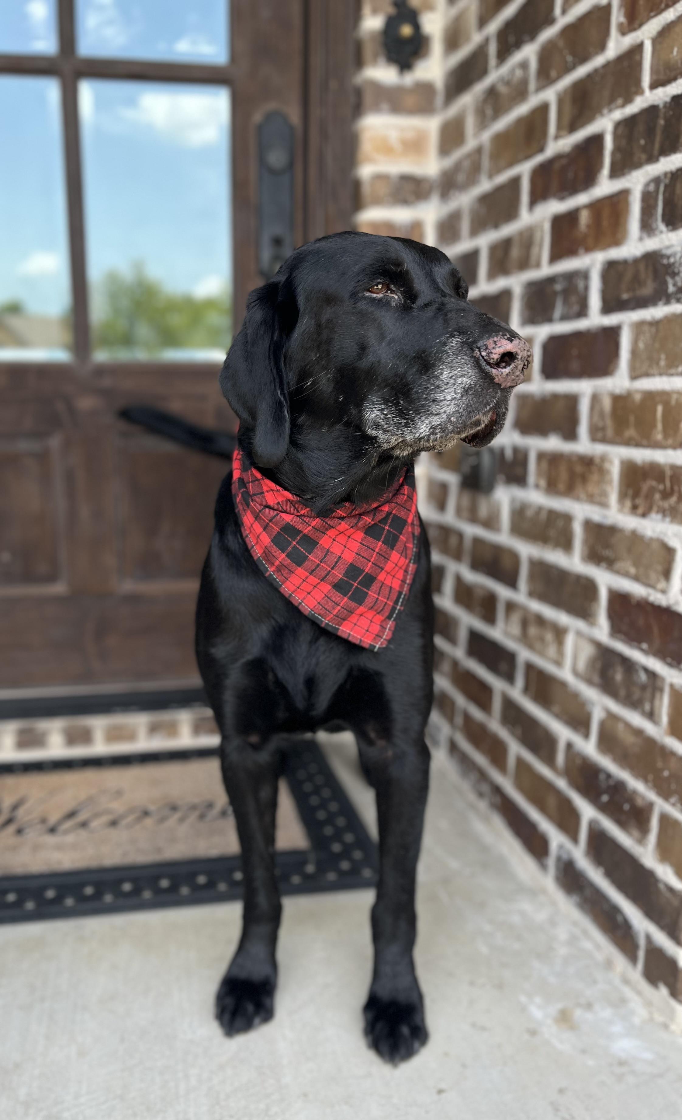 Sam, a ADOPTABLE Black Labrador Retriever in Mendham, NJ image 4/6
