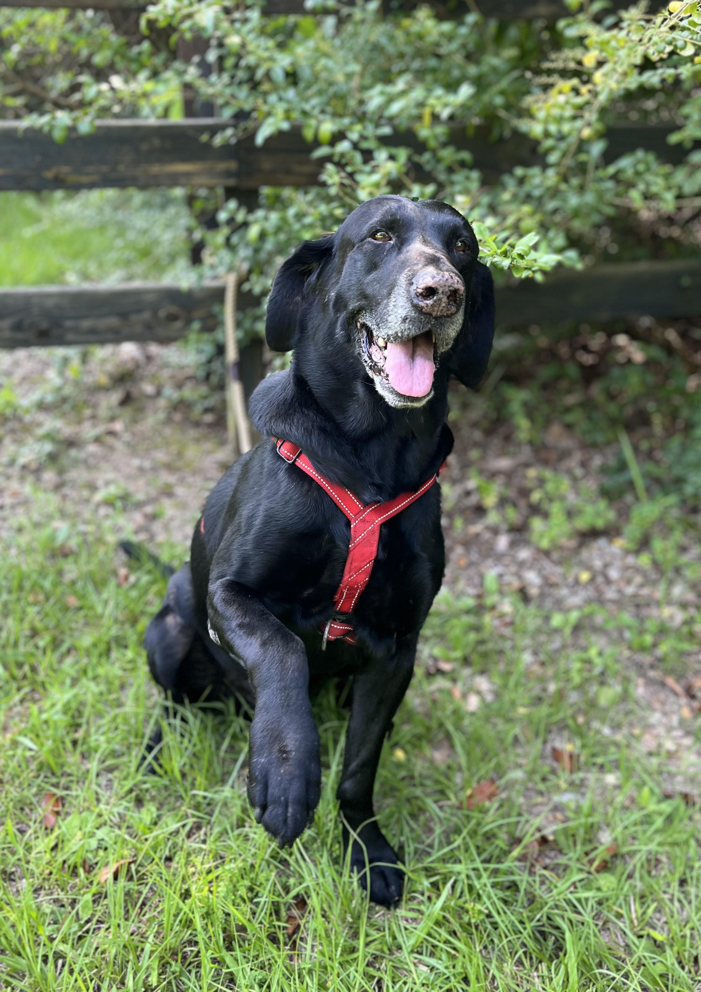Sam, ADOPTABLE, Senior Male Black Labrador Retriever.