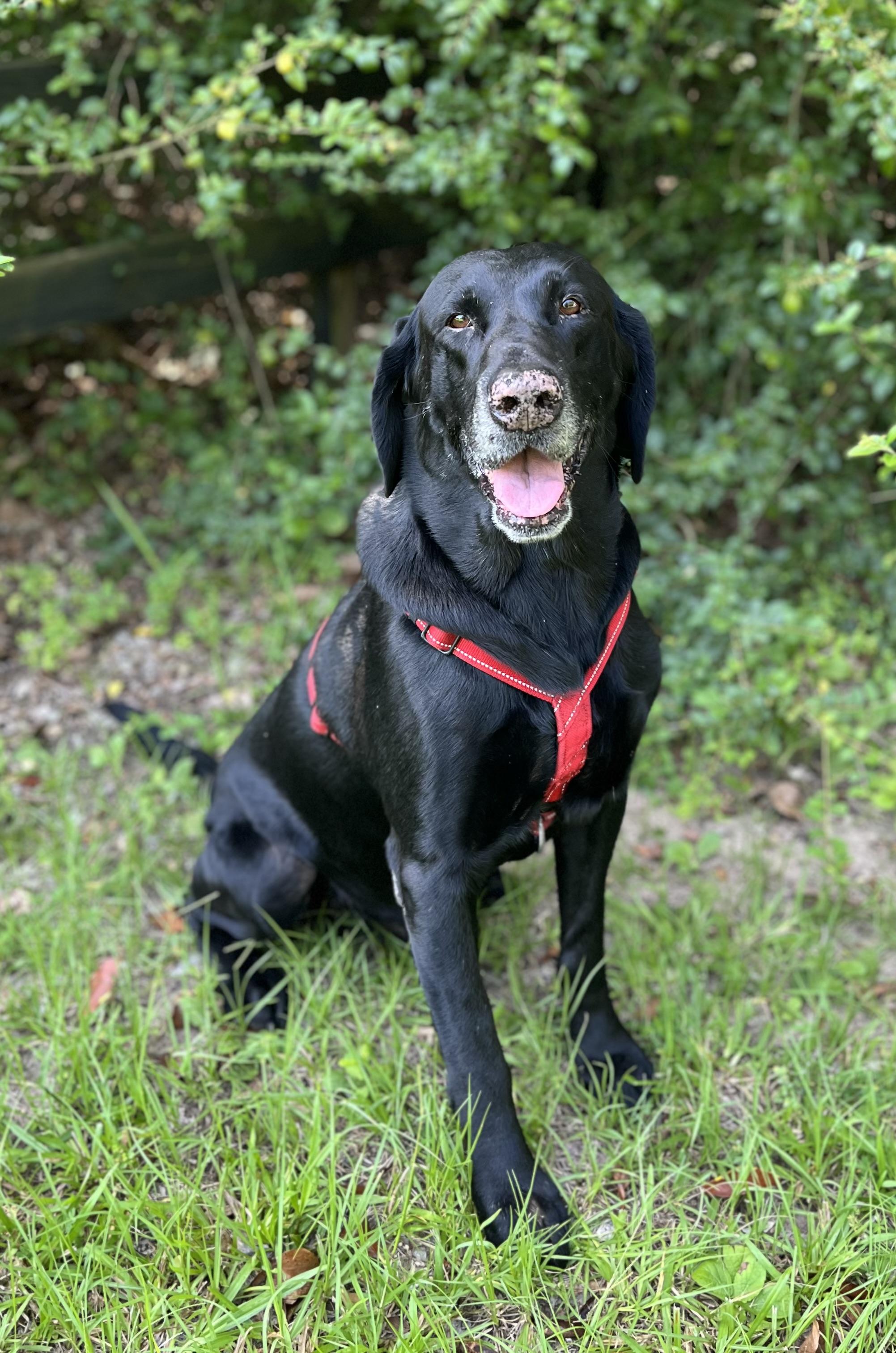 Sam, a ADOPTABLE mixed breed in Mendham, NJ image 6/6