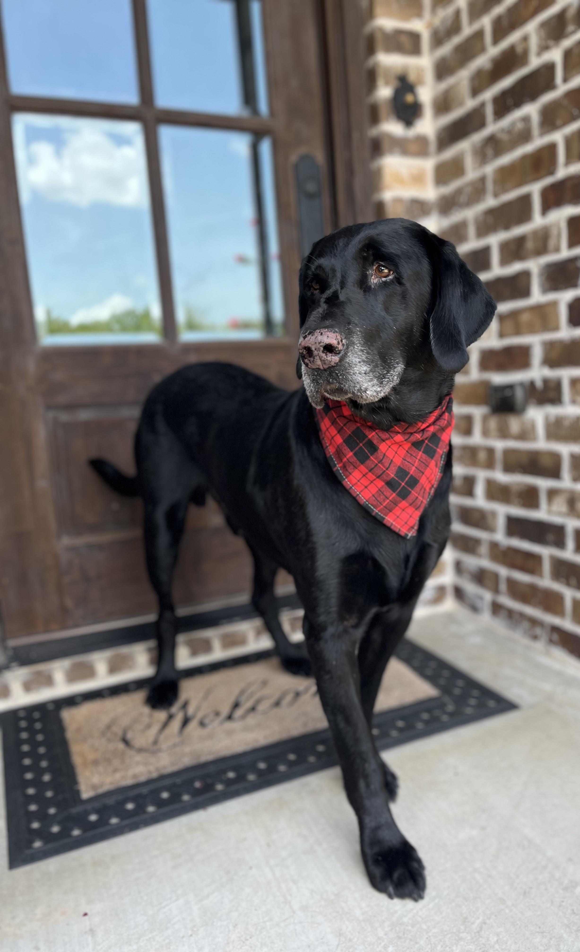 Sam, a ADOPTABLE Black Labrador Retriever in Mendham, NJ image 3/6