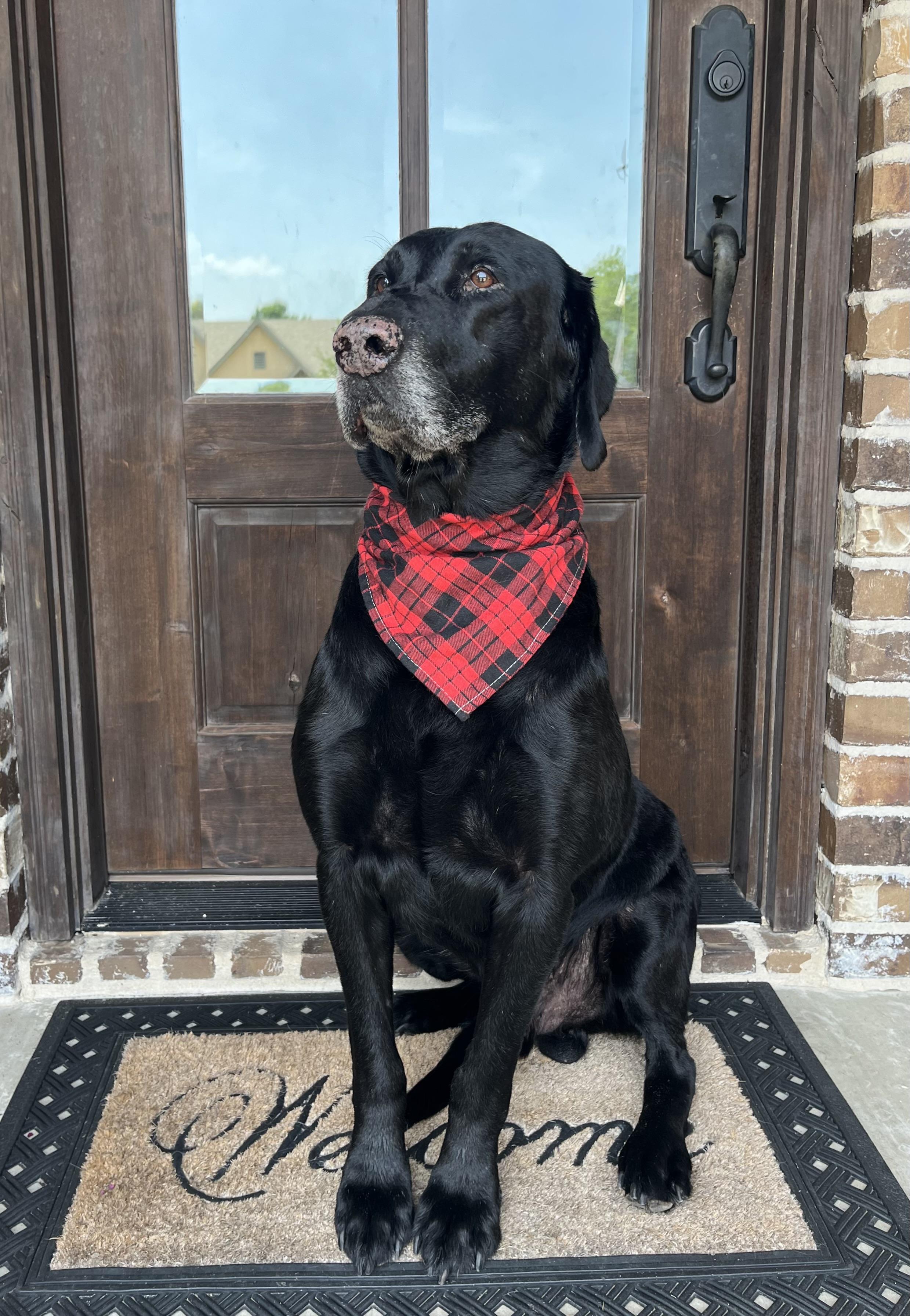 Sam, a ADOPTABLE Black Labrador Retriever in Mendham, NJ image 6/6