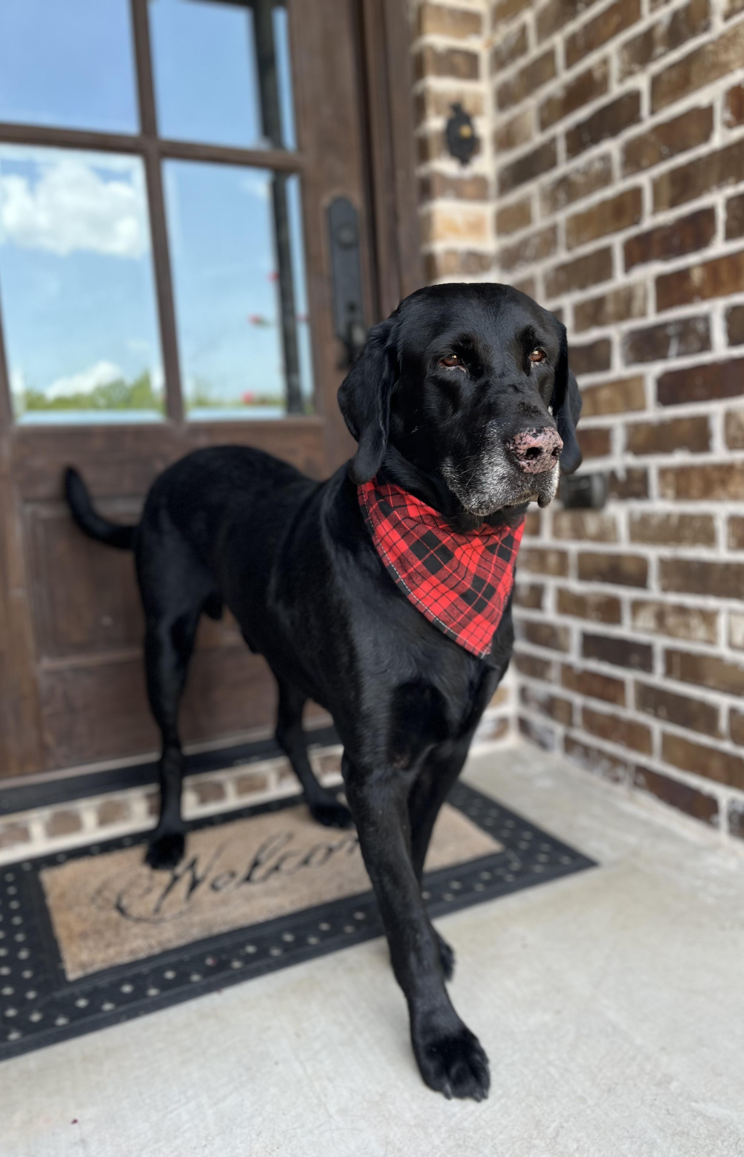 Sam, a ADOPTABLE Black Labrador Retriever in Mendham, NJ image 5/6