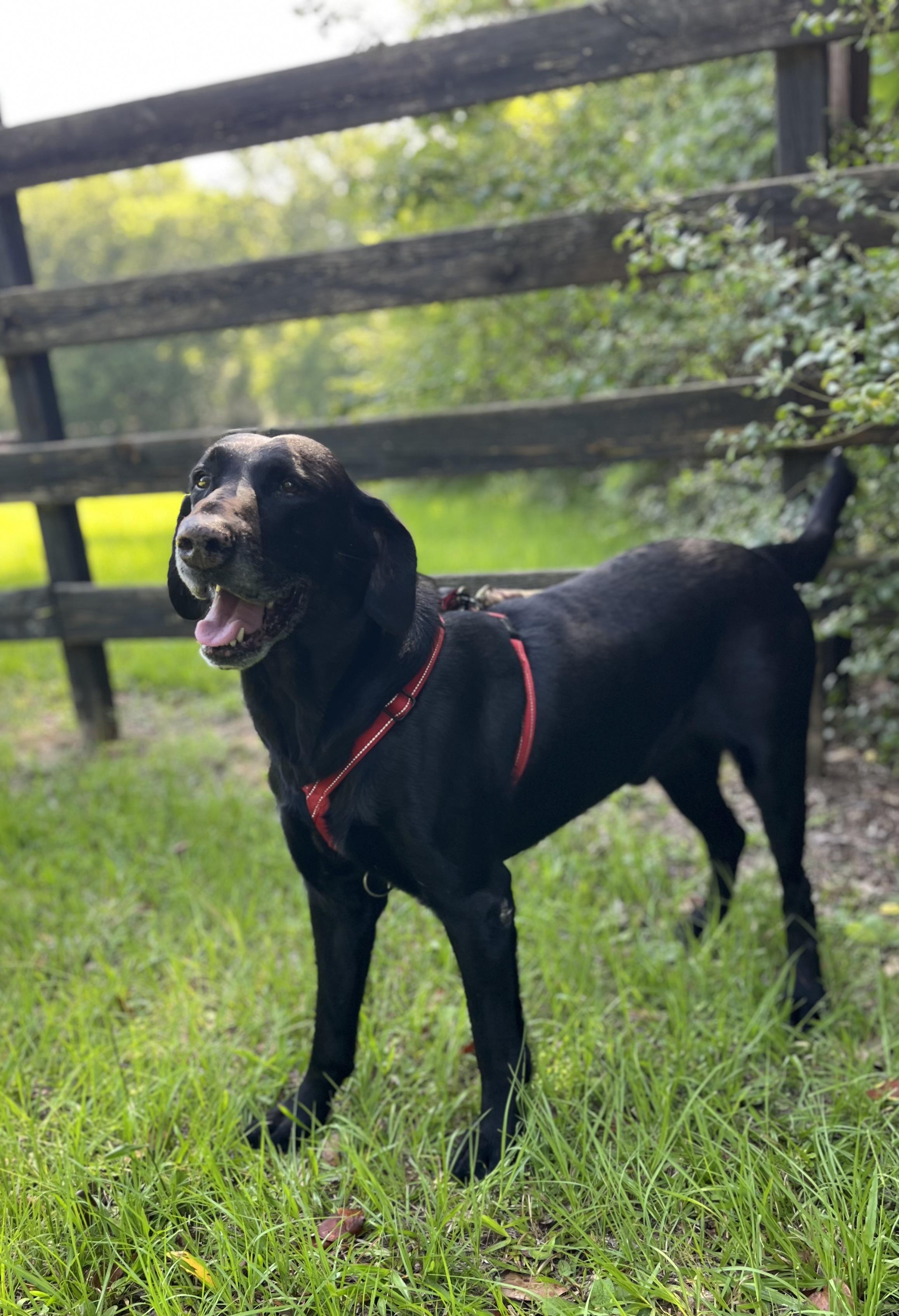 Sam, a ADOPTABLE mixed breed in Mendham, NJ image 5/6