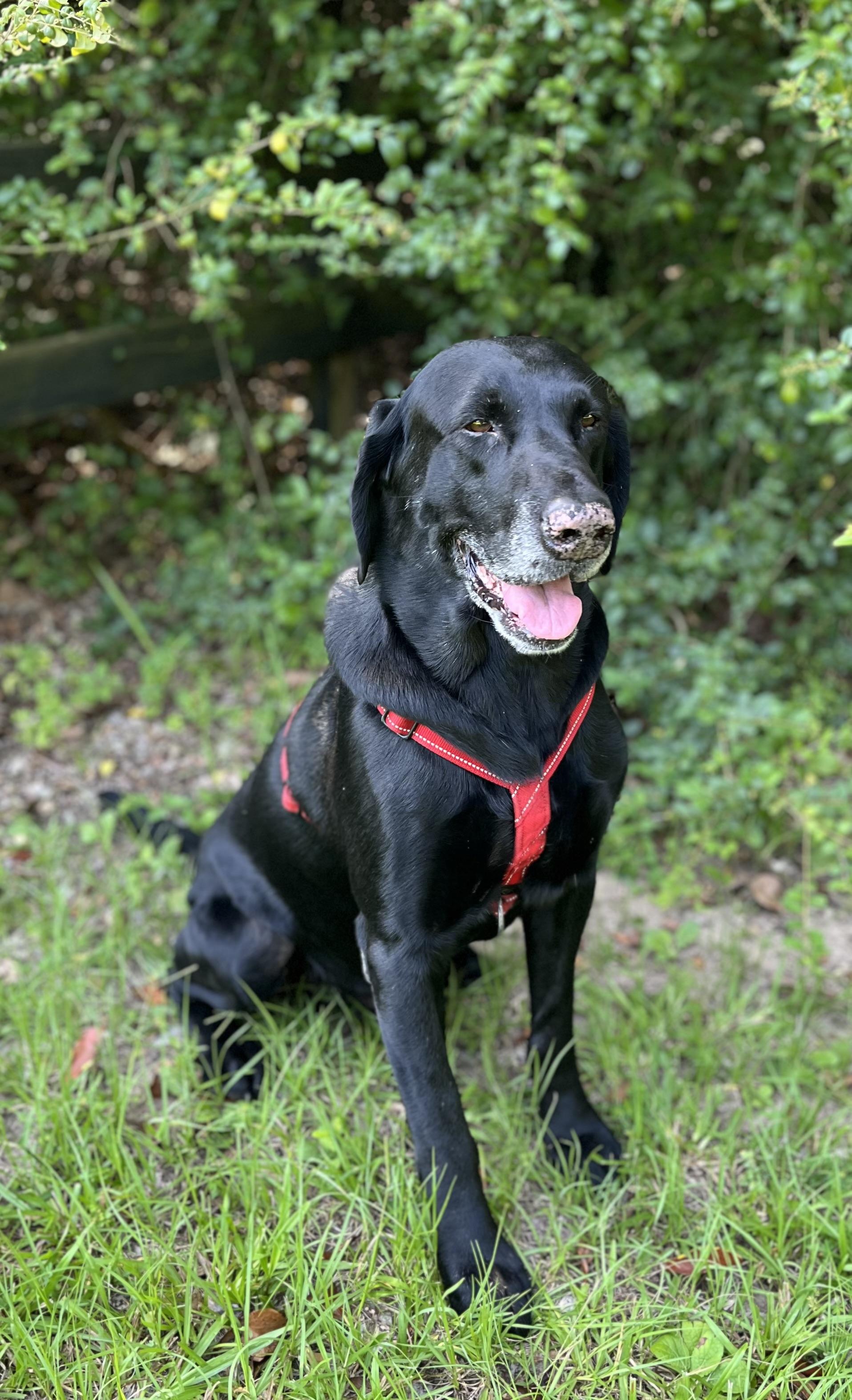 Sam, a ADOPTABLE mixed breed in Mendham, NJ image 4/6