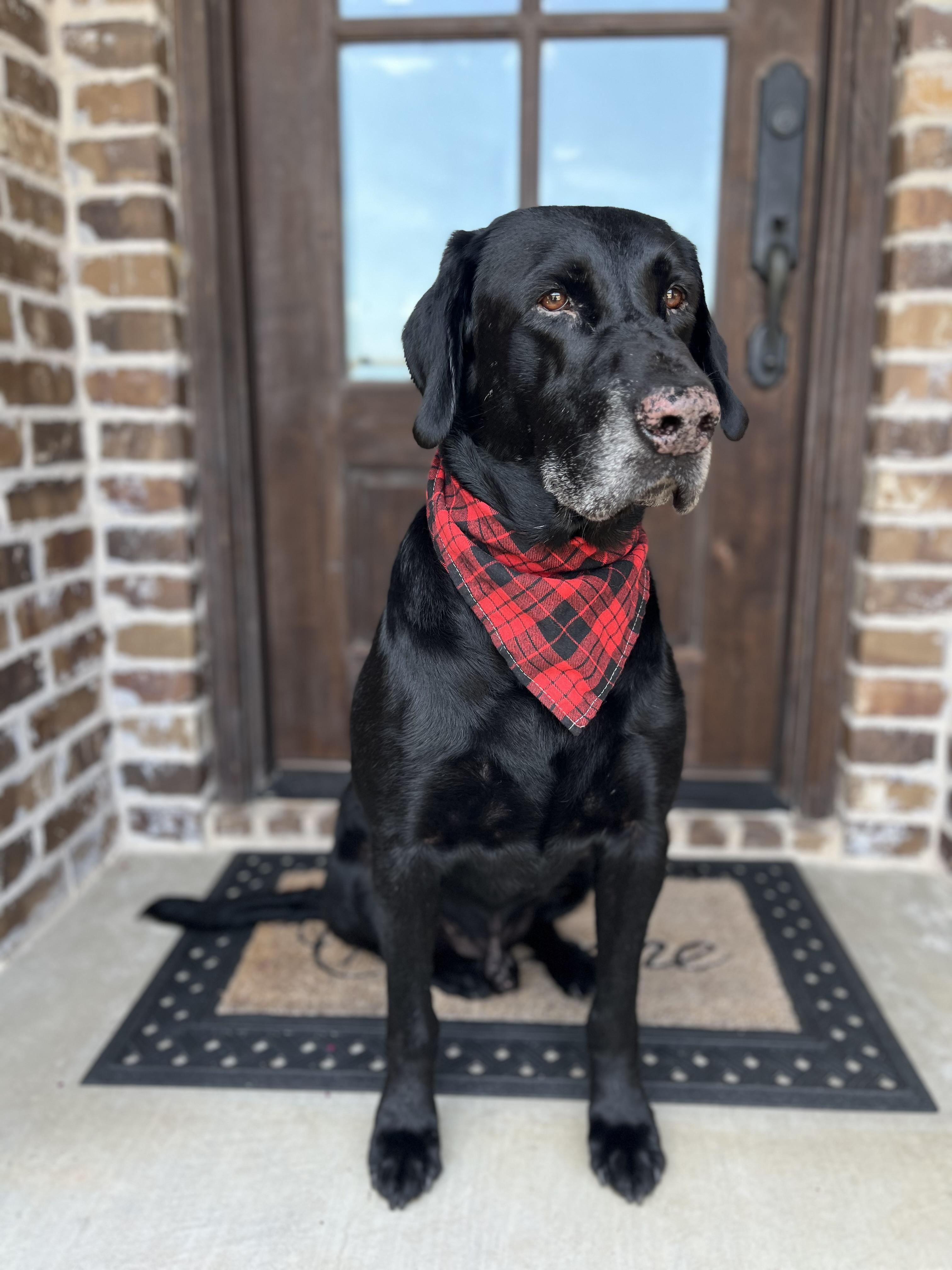 Sam, a ADOPTABLE Black Labrador Retriever in Mendham, NJ image 2/6