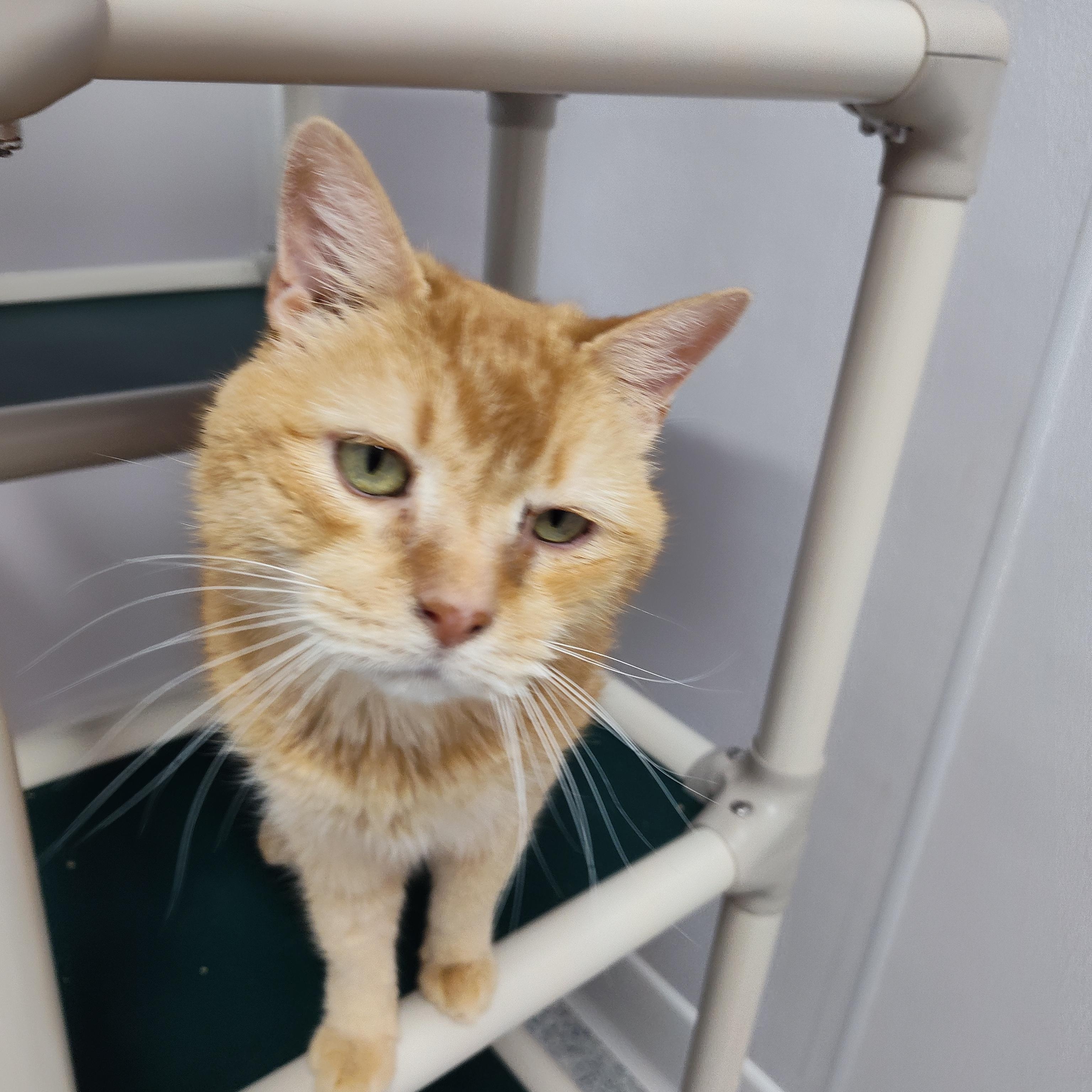 Enlarge Oliver, a Adoptable Domestic Short Hair in Stockbridge, MI image 3/6