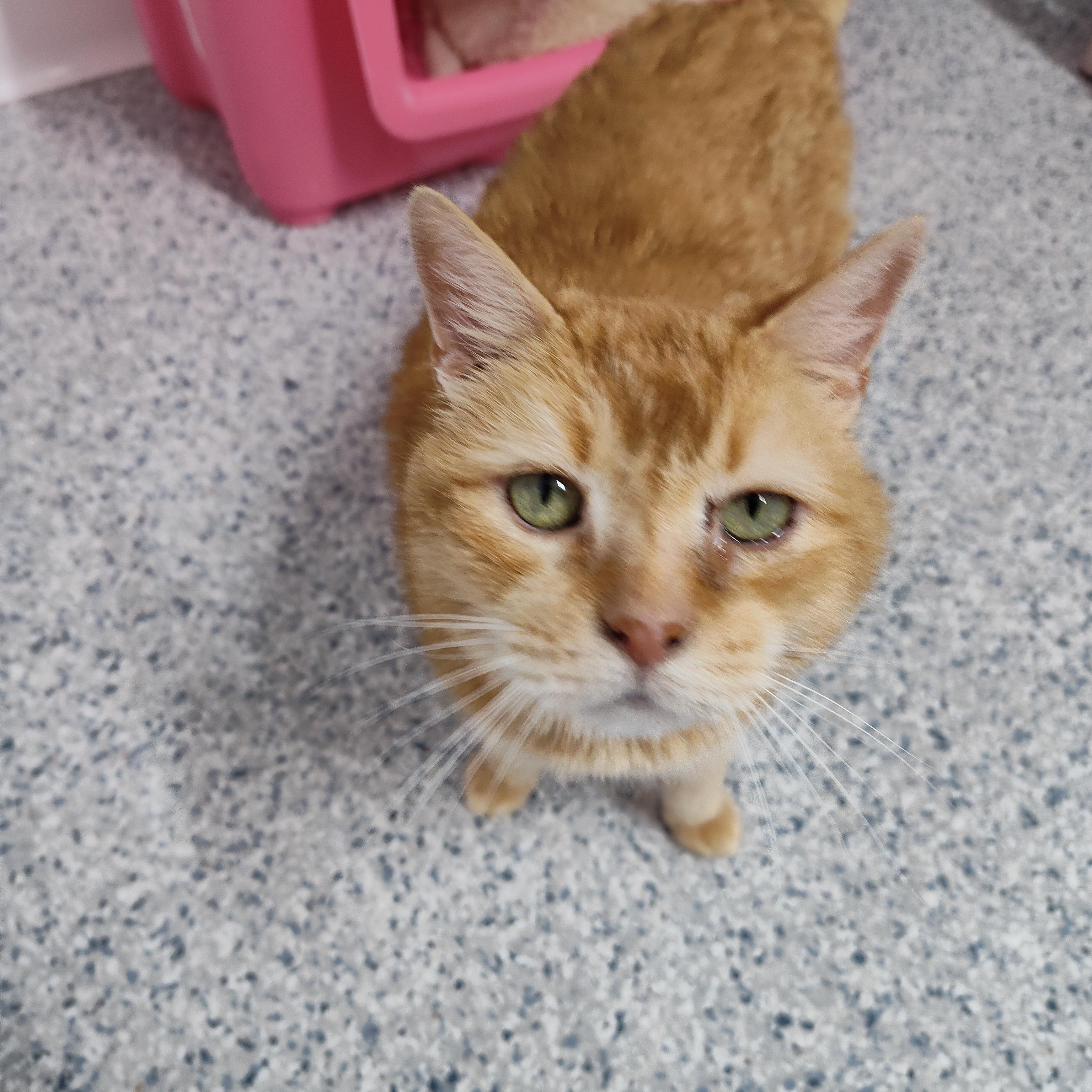 Enlarge Oliver, a Adoptable Domestic Short Hair in Stockbridge, MI image 6/6