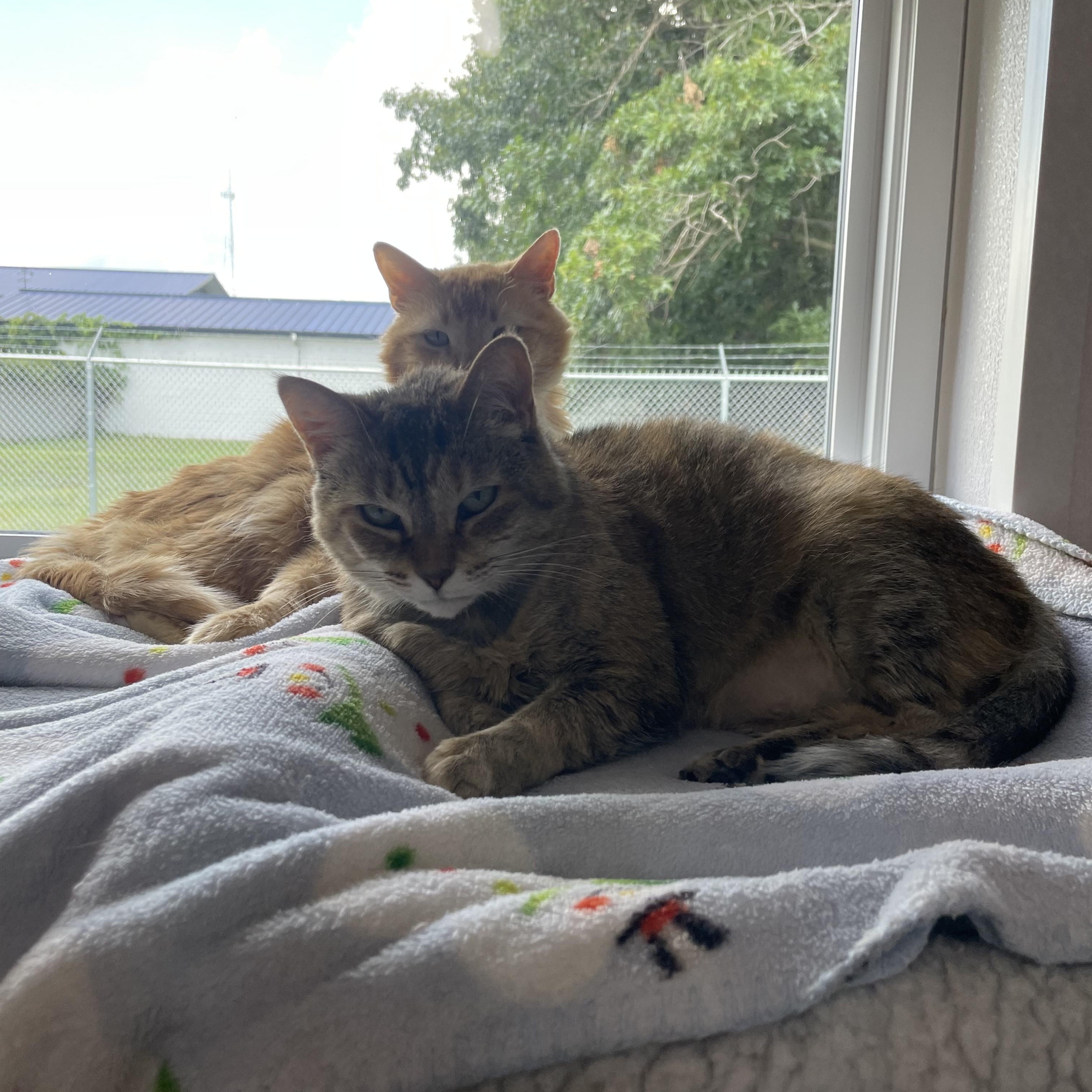 Enlarge Oliver, a Adoptable Domestic Short Hair in Stockbridge, MI image 1/2