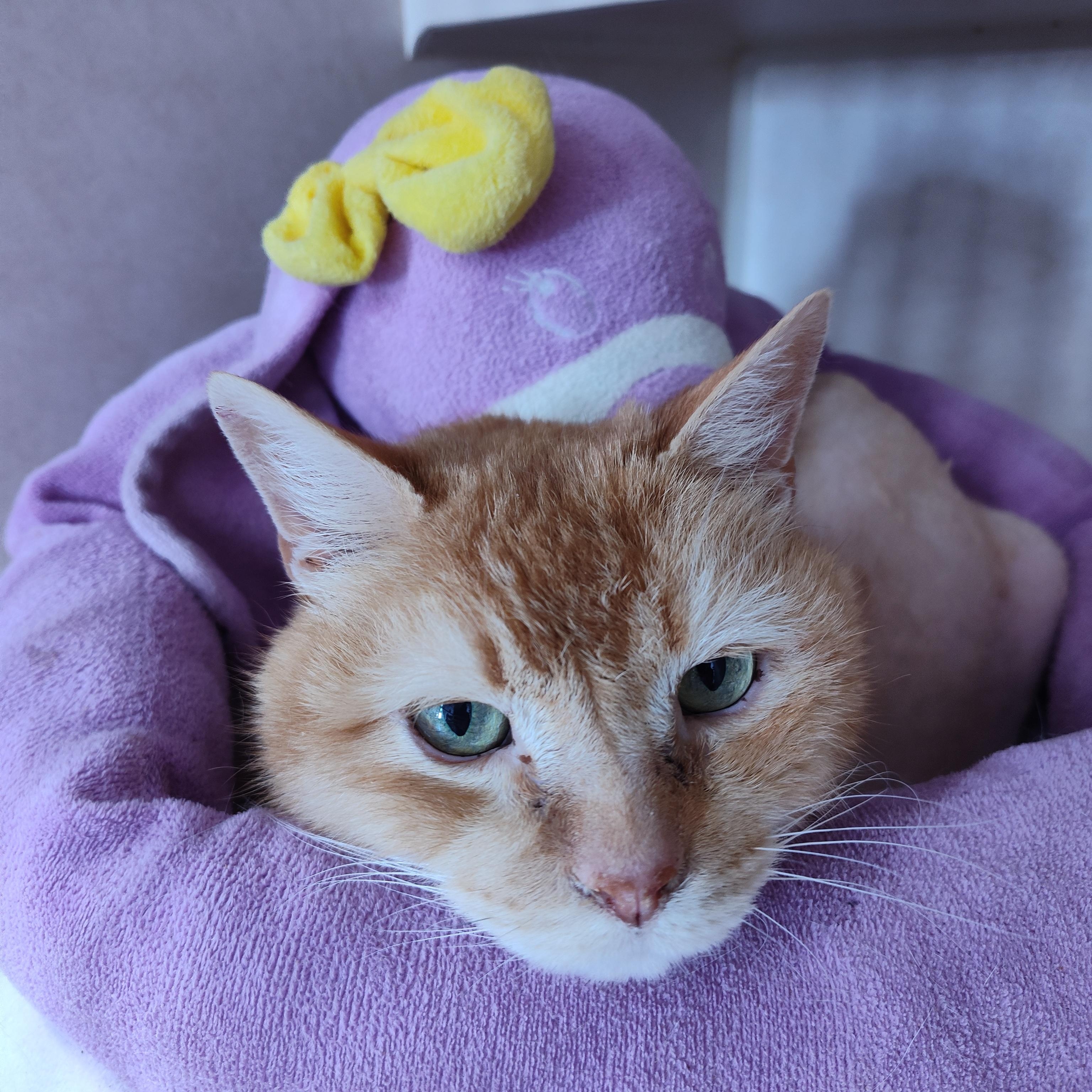 Enlarge Oliver, a Adoptable Domestic Short Hair in Stockbridge, MI image 1/6