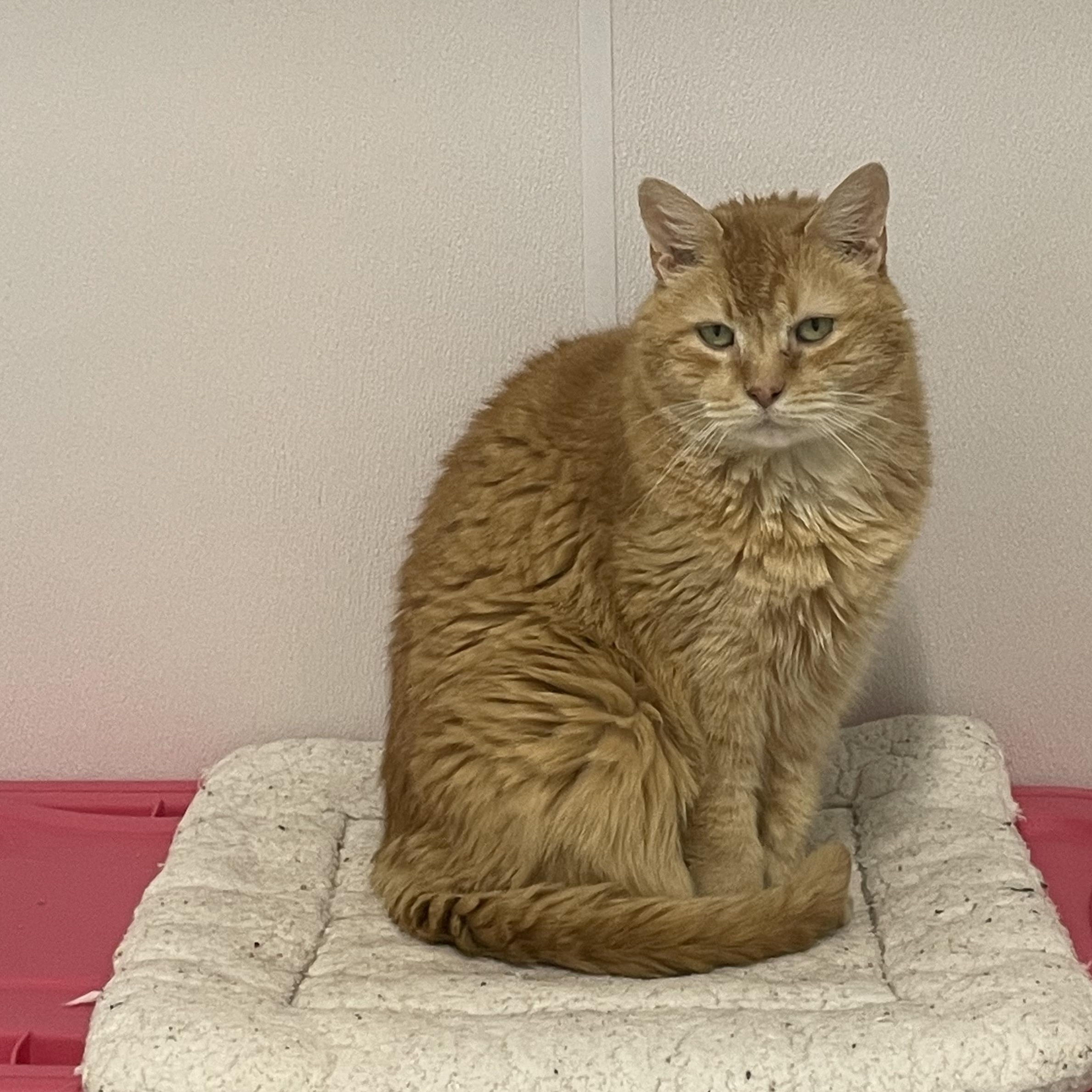 Oliver, Adoptable, Senior Male Domestic Short Hair.