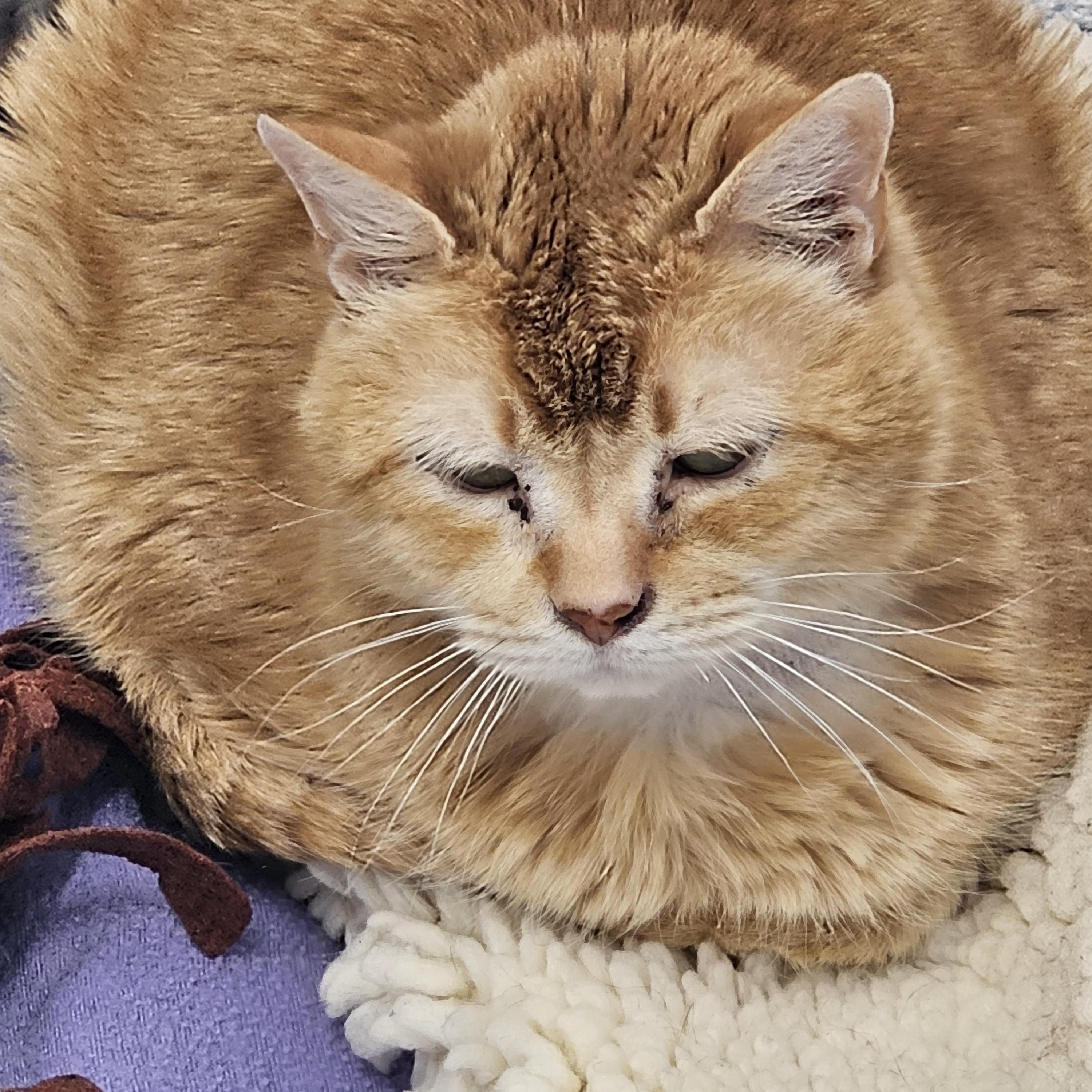 Enlarge Oliver, a Adoptable Domestic Short Hair in Stockbridge, MI image 2/2