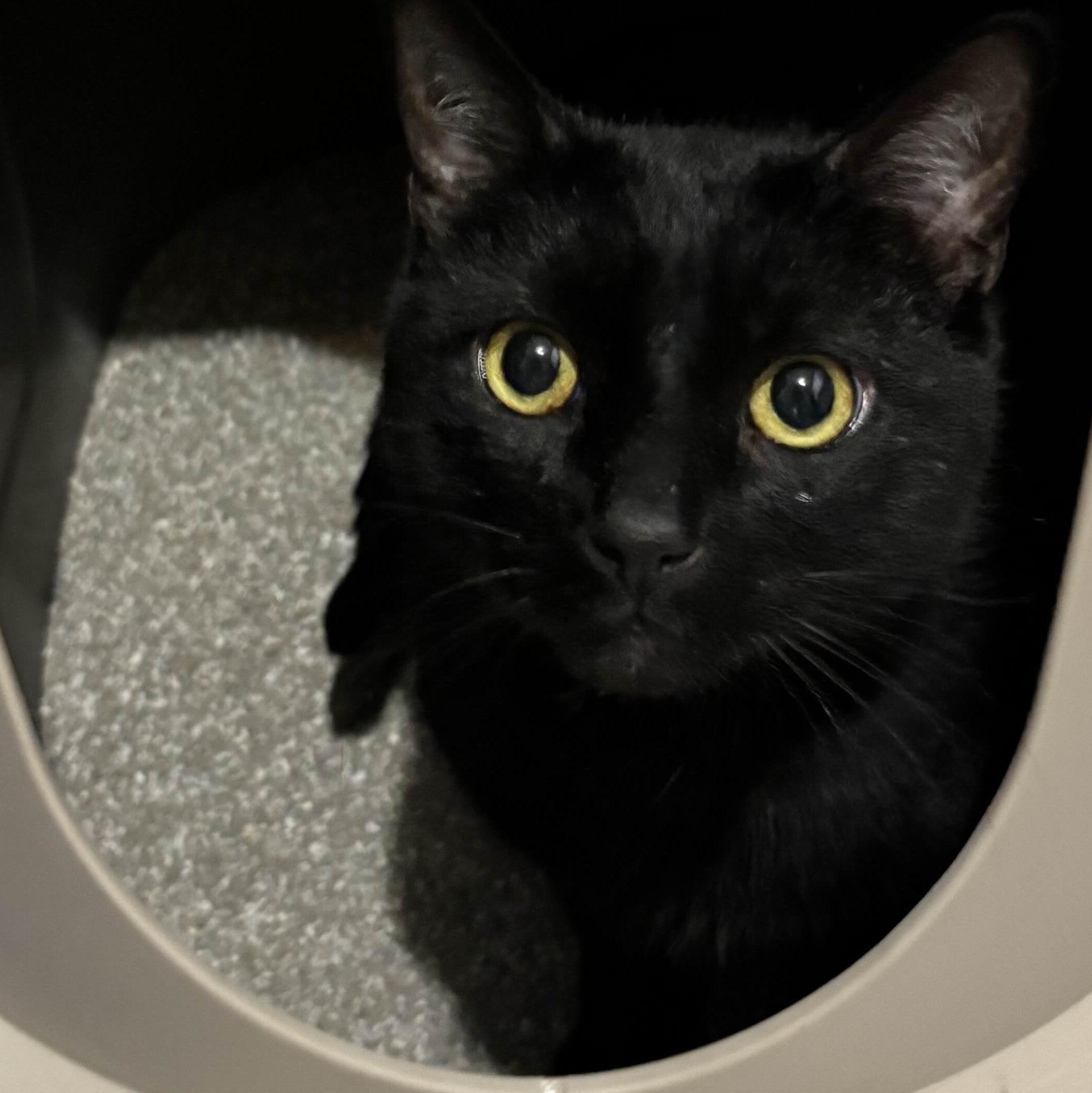 Toast, a Adoptable American Shorthair in Weehawken, NJ image 1/5