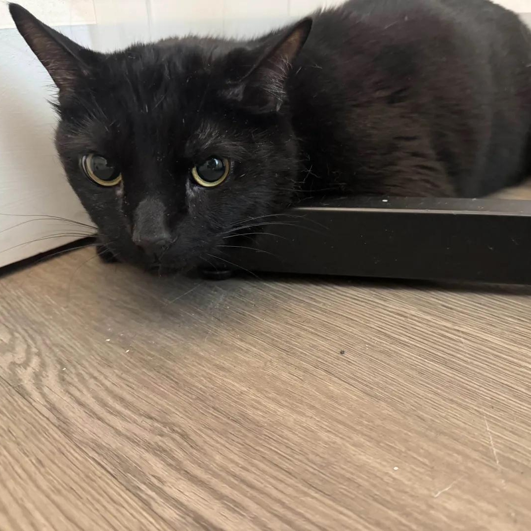 Toast, a Adoptable American Shorthair in Weehawken, NJ image 4/5