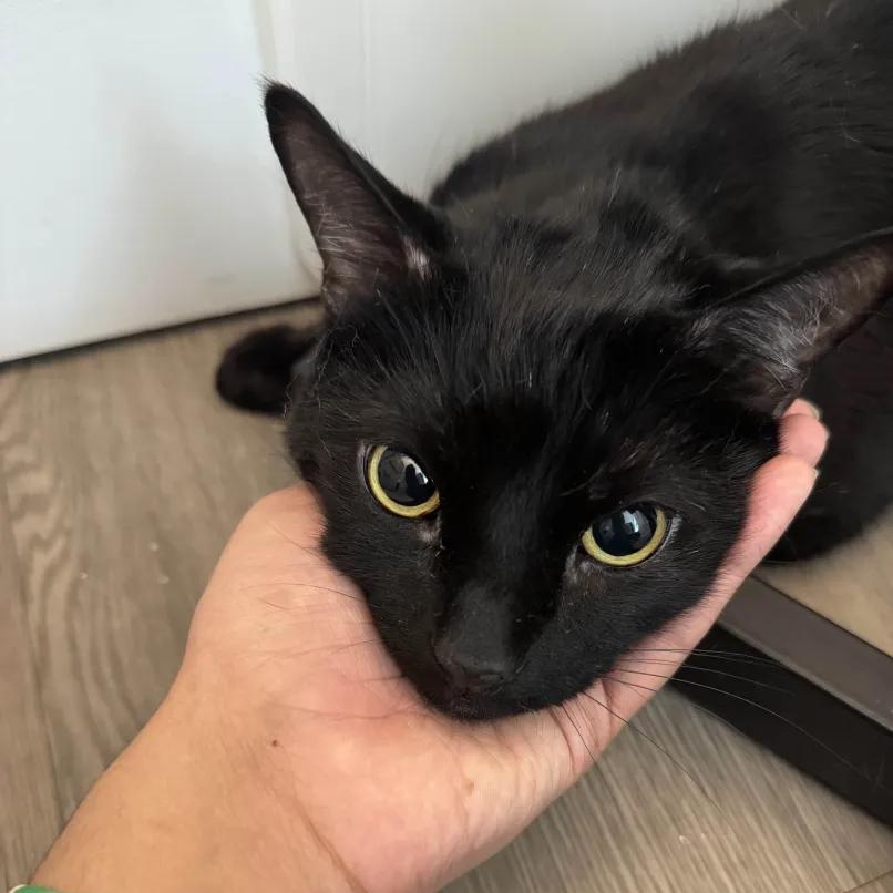 Toast, a Adoptable American Shorthair in Weehawken, NJ image 2/5